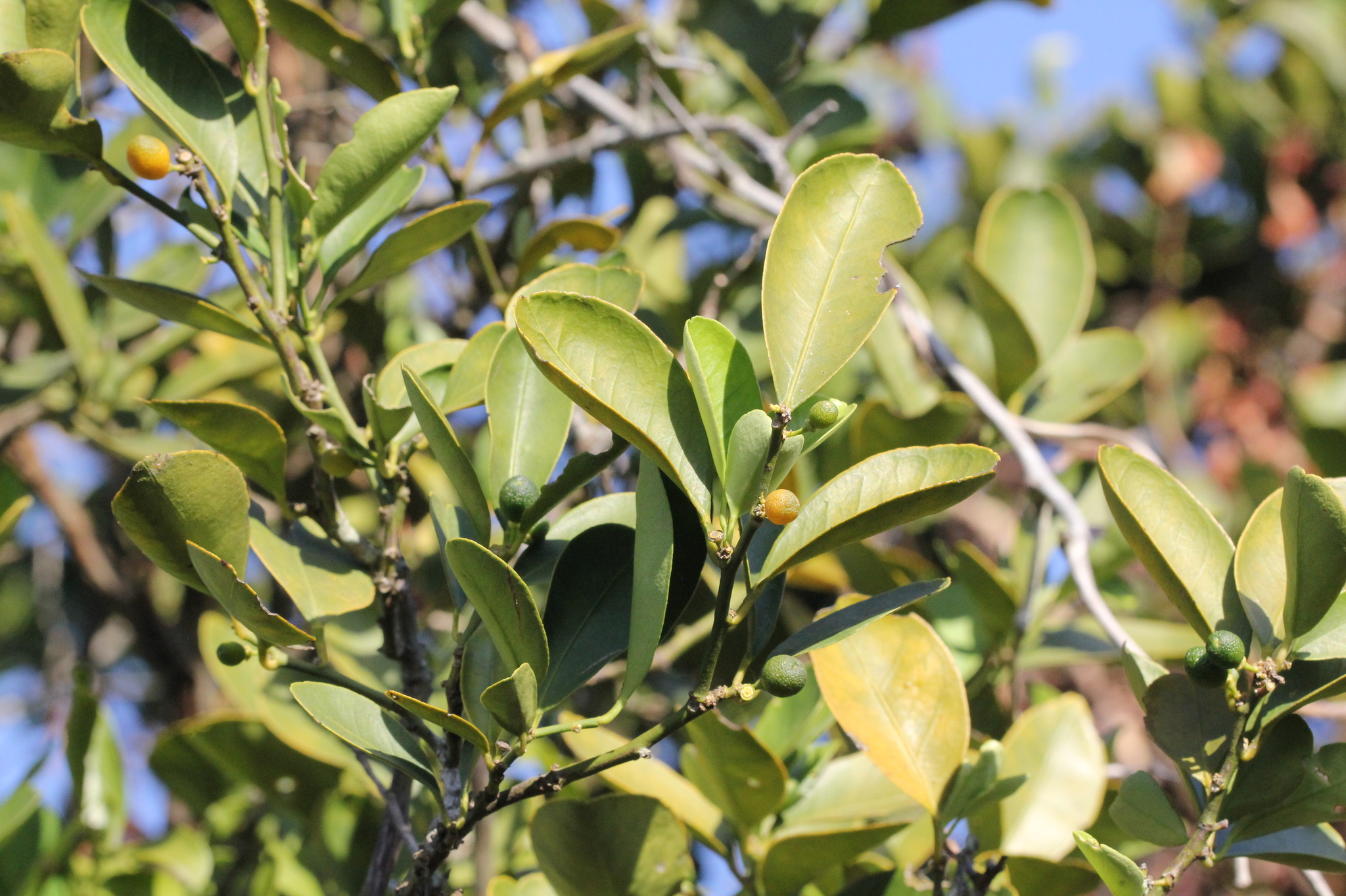 Citrus japonica — reference photo