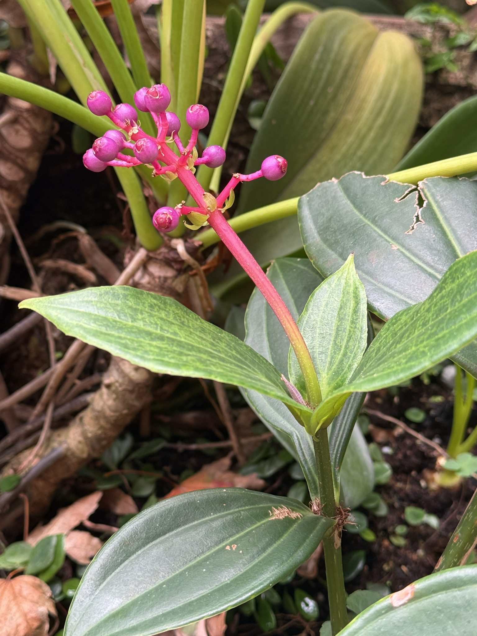 Medinilla formosana — reference photo