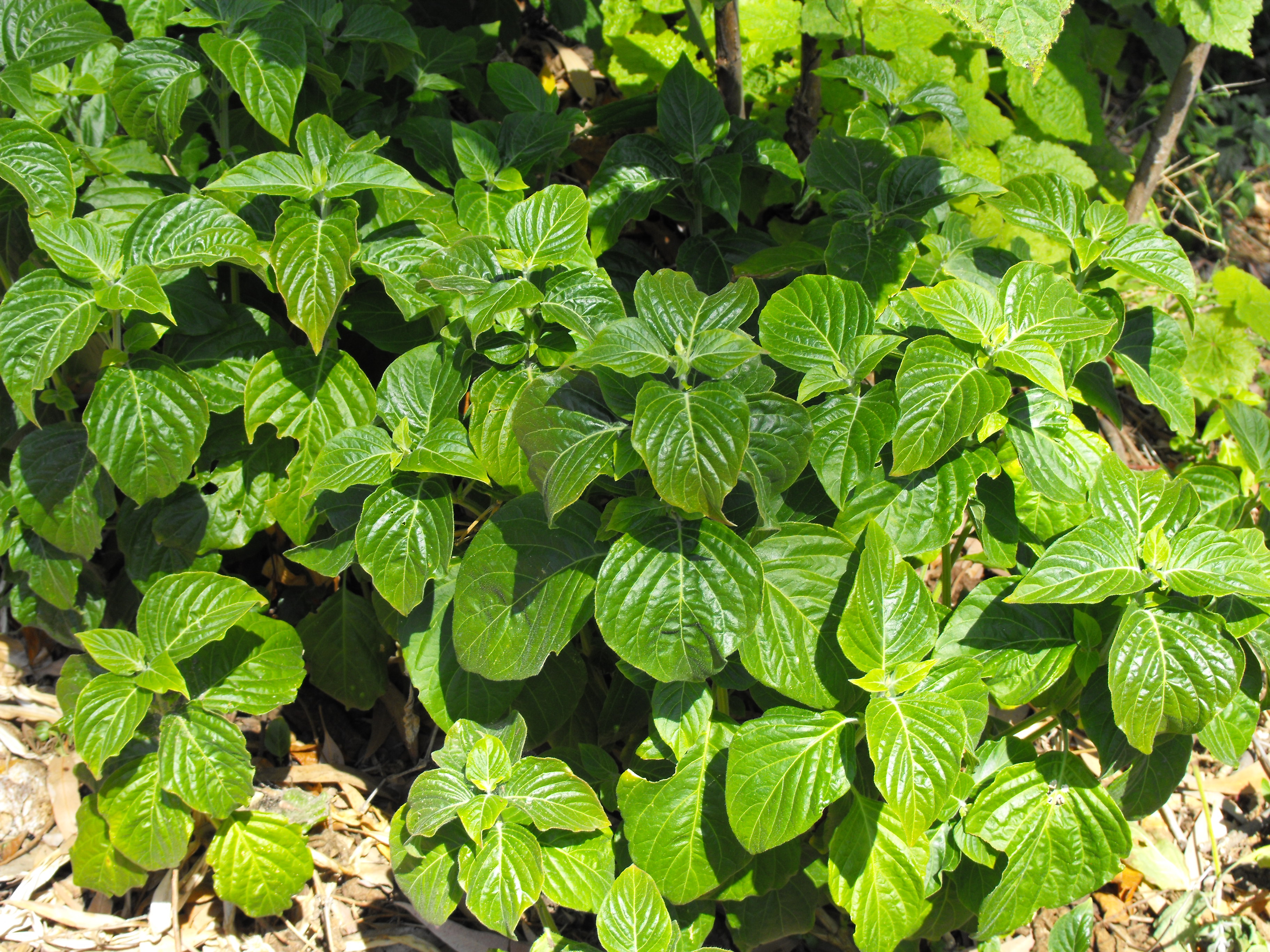 Plectranthus zuluensis — reference photo