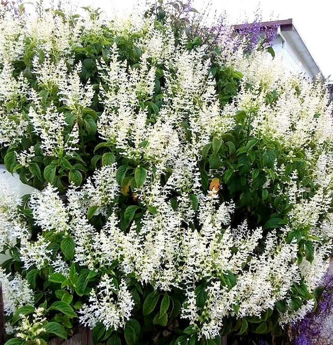 Plectranthus ecklonii — reference photo