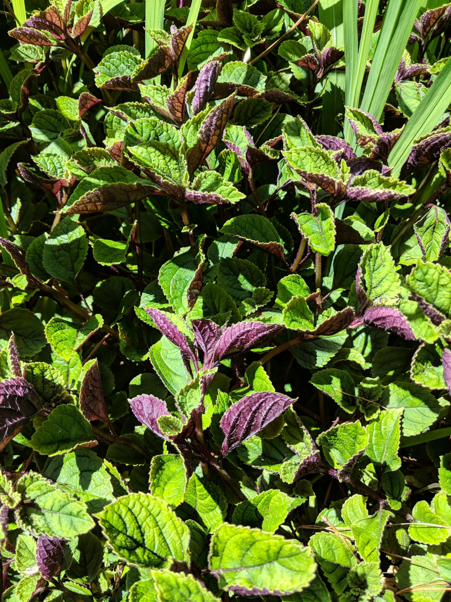 Plectranthus ciliatus — reference photo