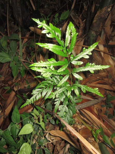 Pteris ensiformis — reference photo