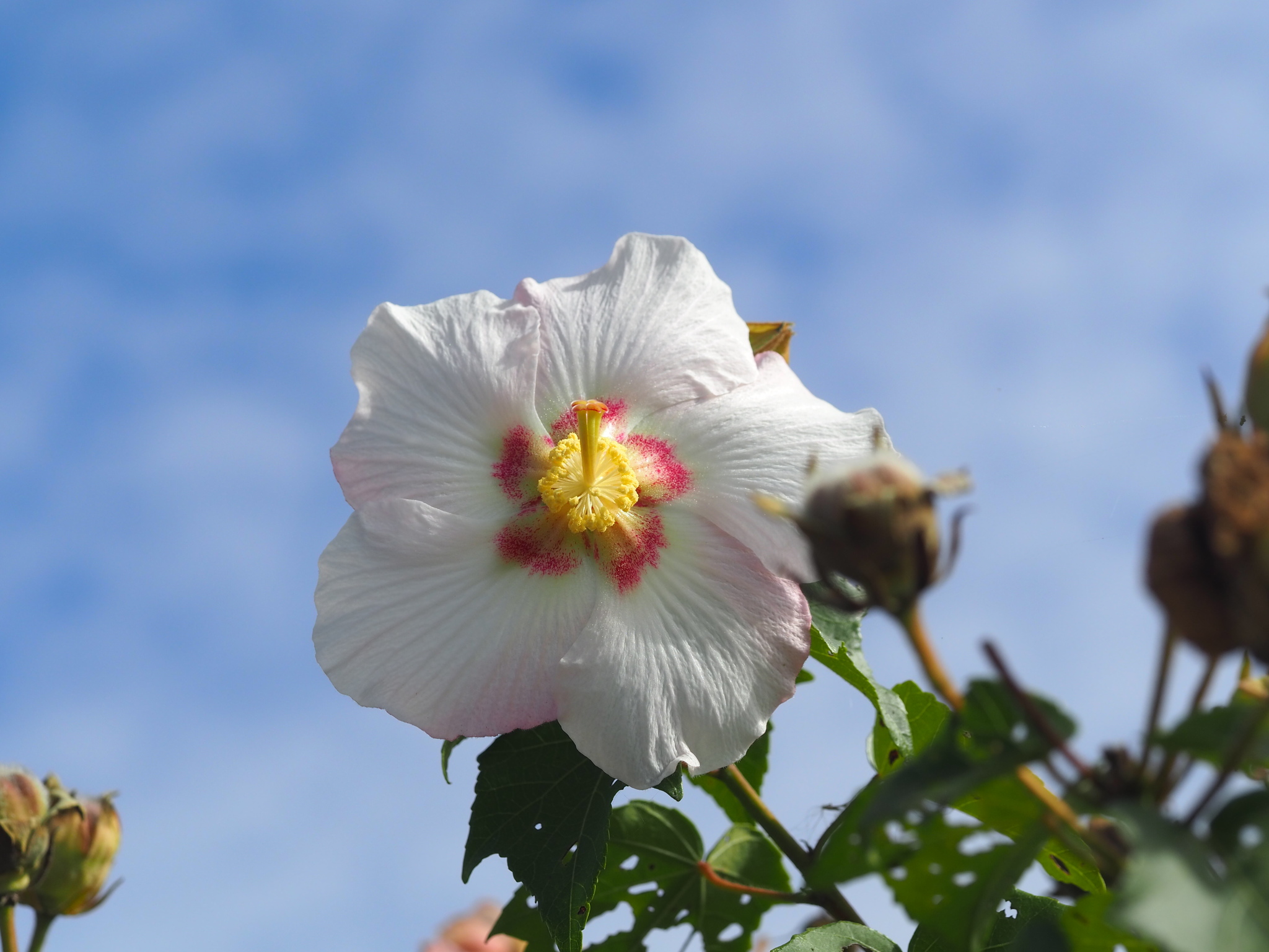 Hibiscus taiwanensis — reference photo