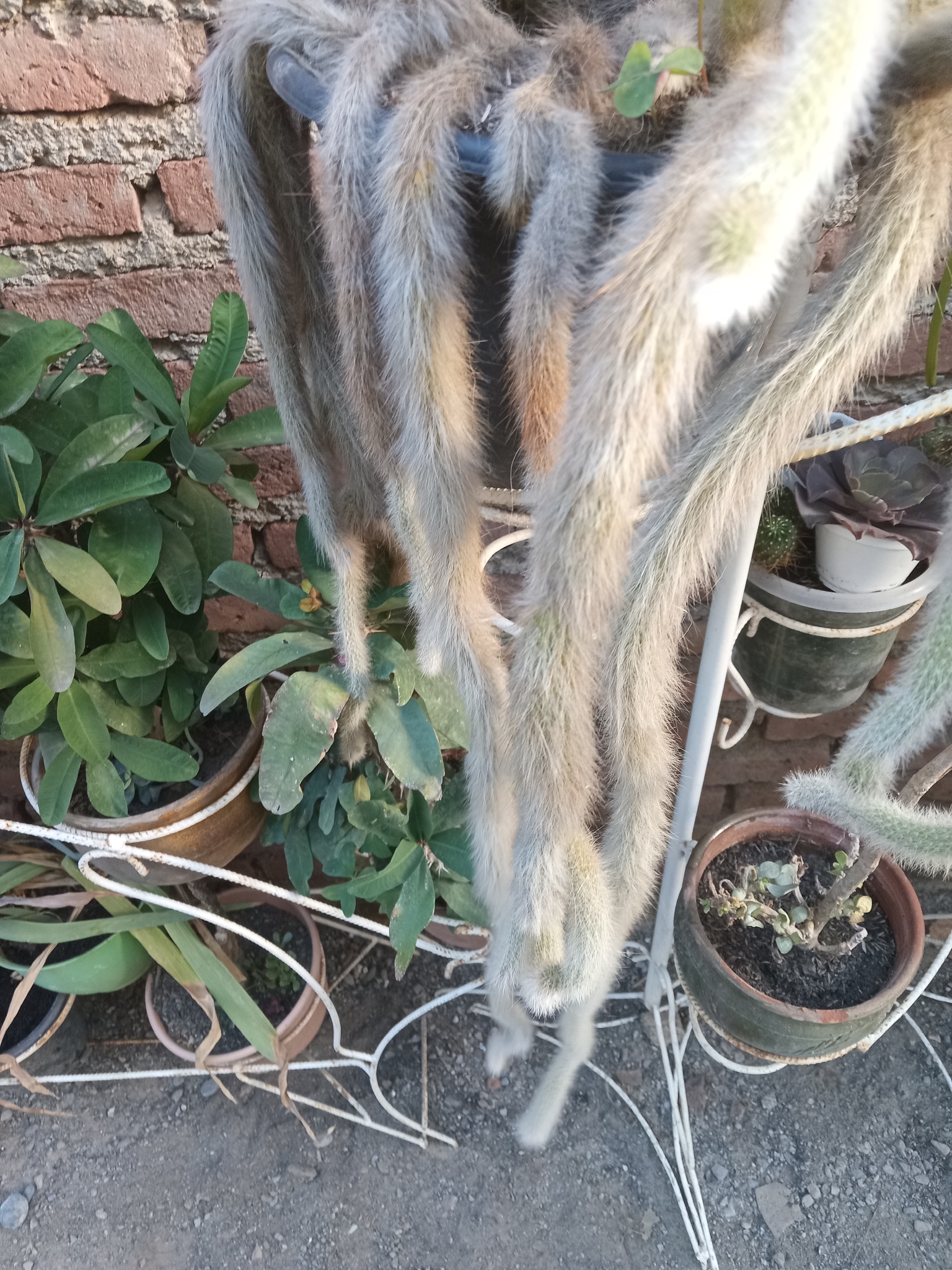 Cleistocactus colademononis — reference photo