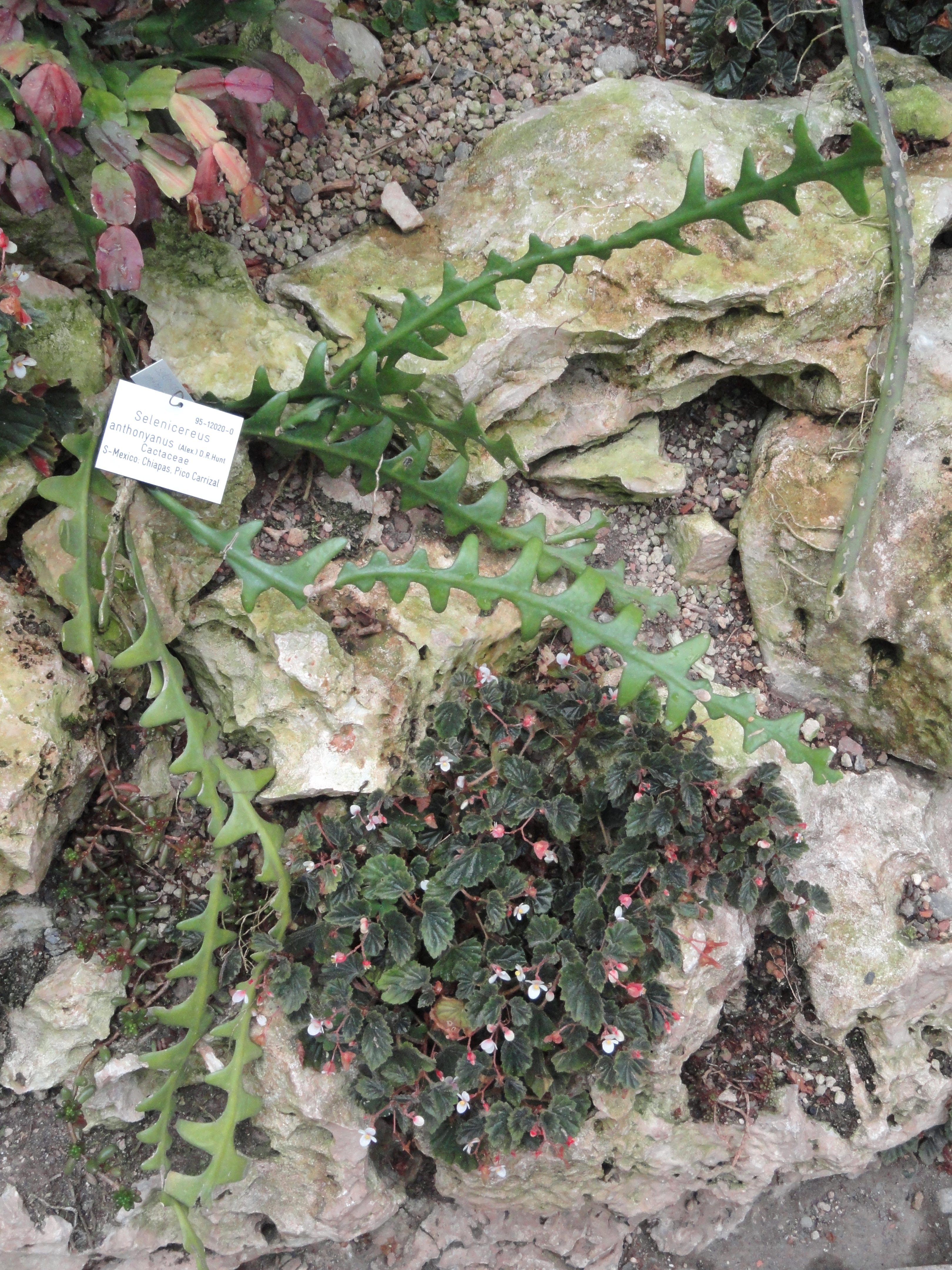 Selenicereus anthonyanus — reference photo
