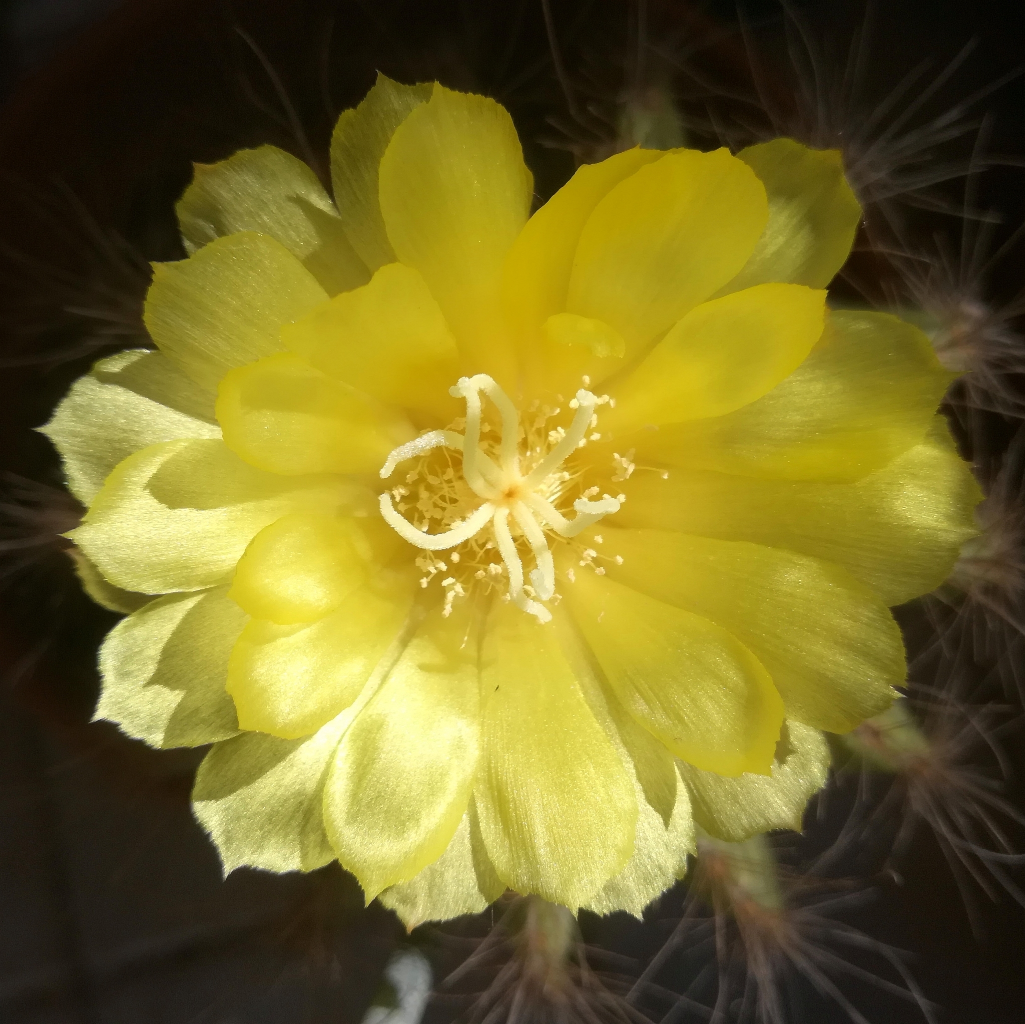 Parodia magnifica — reference photo