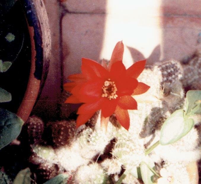 Lobivia silvestrii — reference photo