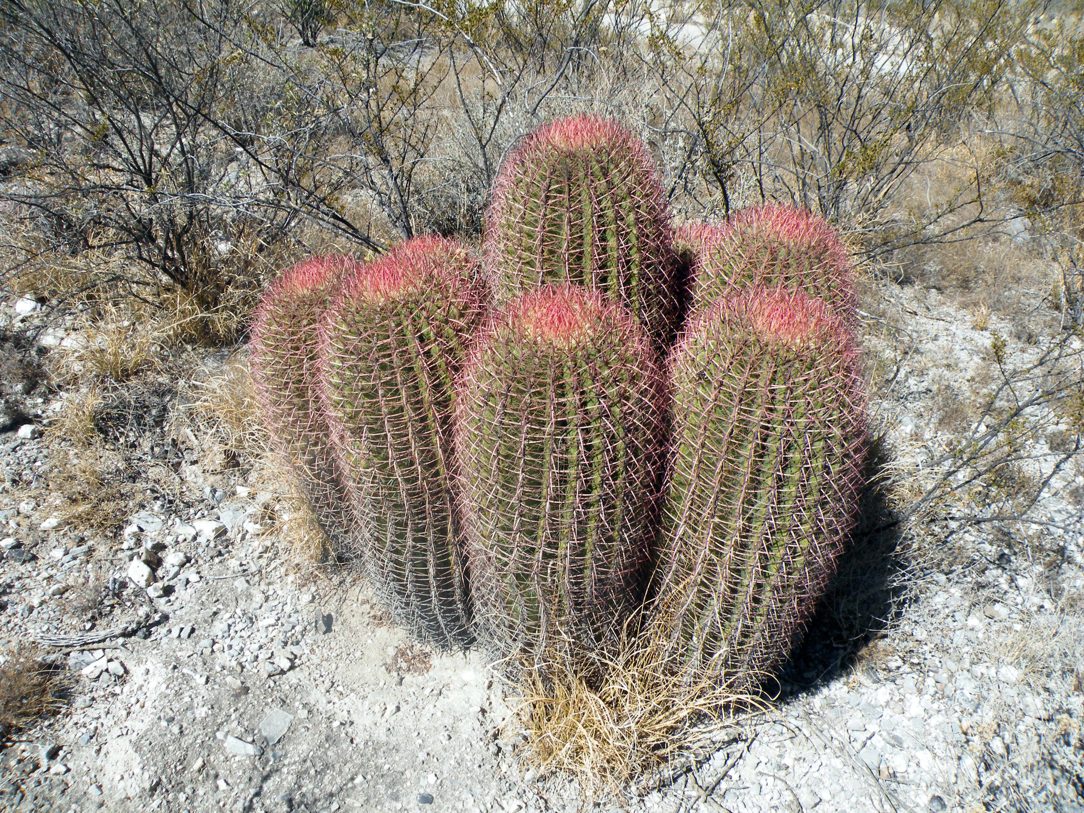 Ferocactus pilosus — reference photo