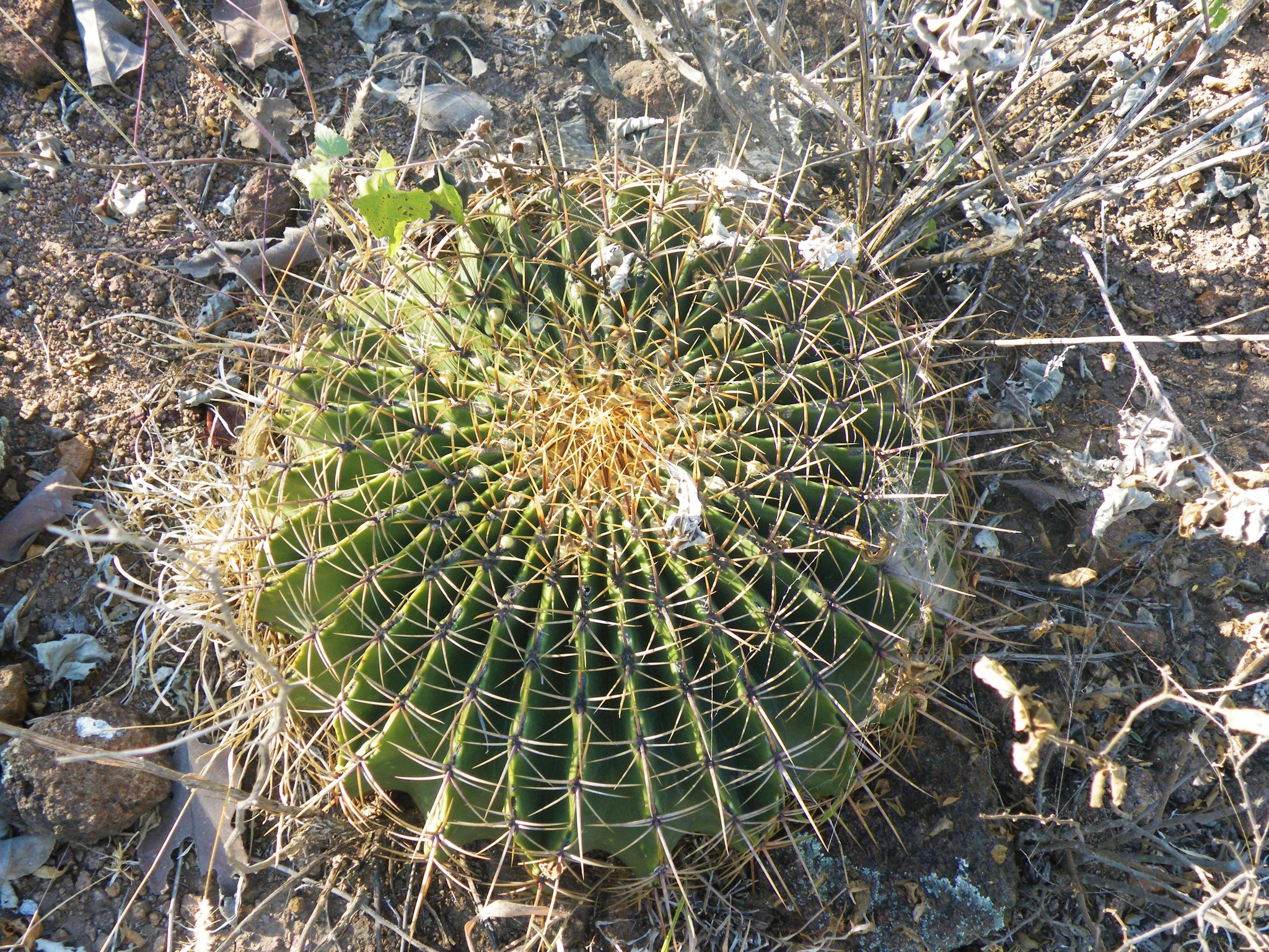 Ferocactus histrix — reference photo