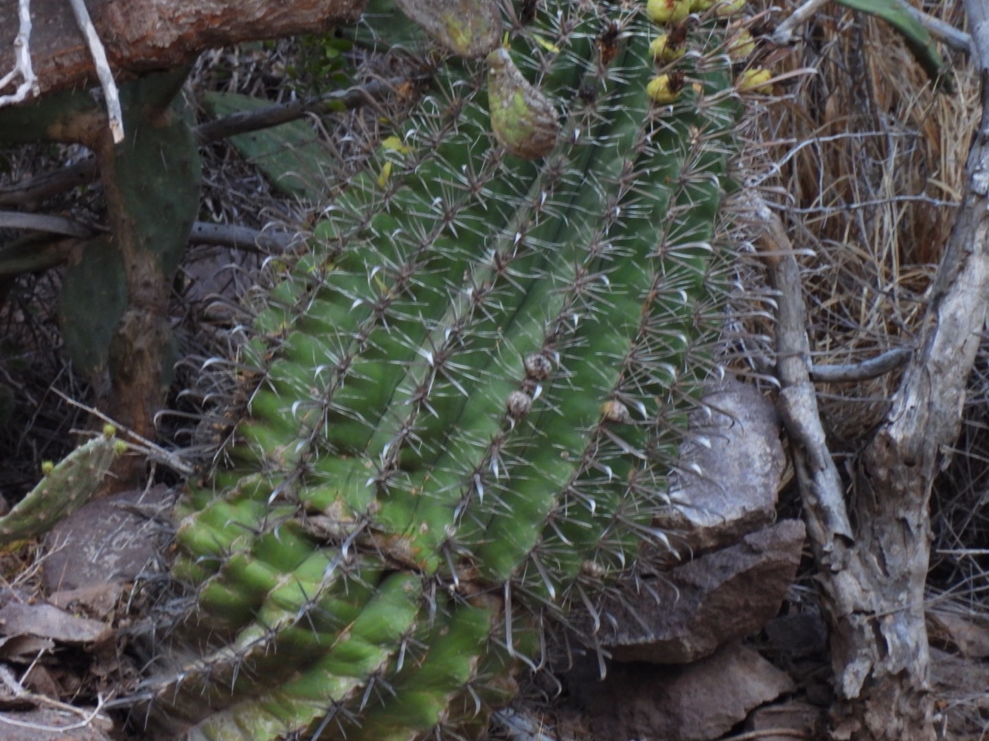 Ferocactus herrerae — reference photo