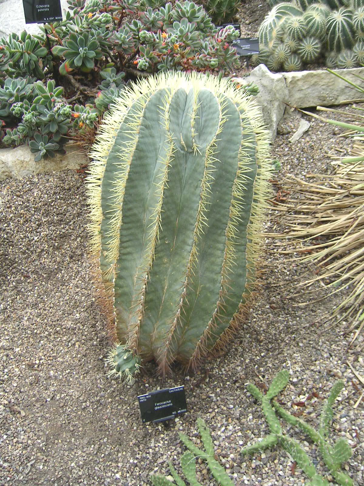 Ferocactus glaucescens — reference photo