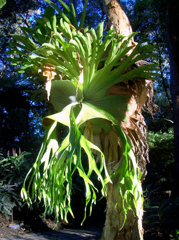Platycerium superbum — reference photo