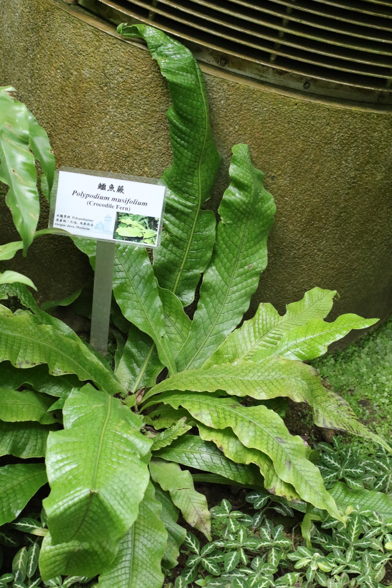 Microsorum musifolium — reference photo