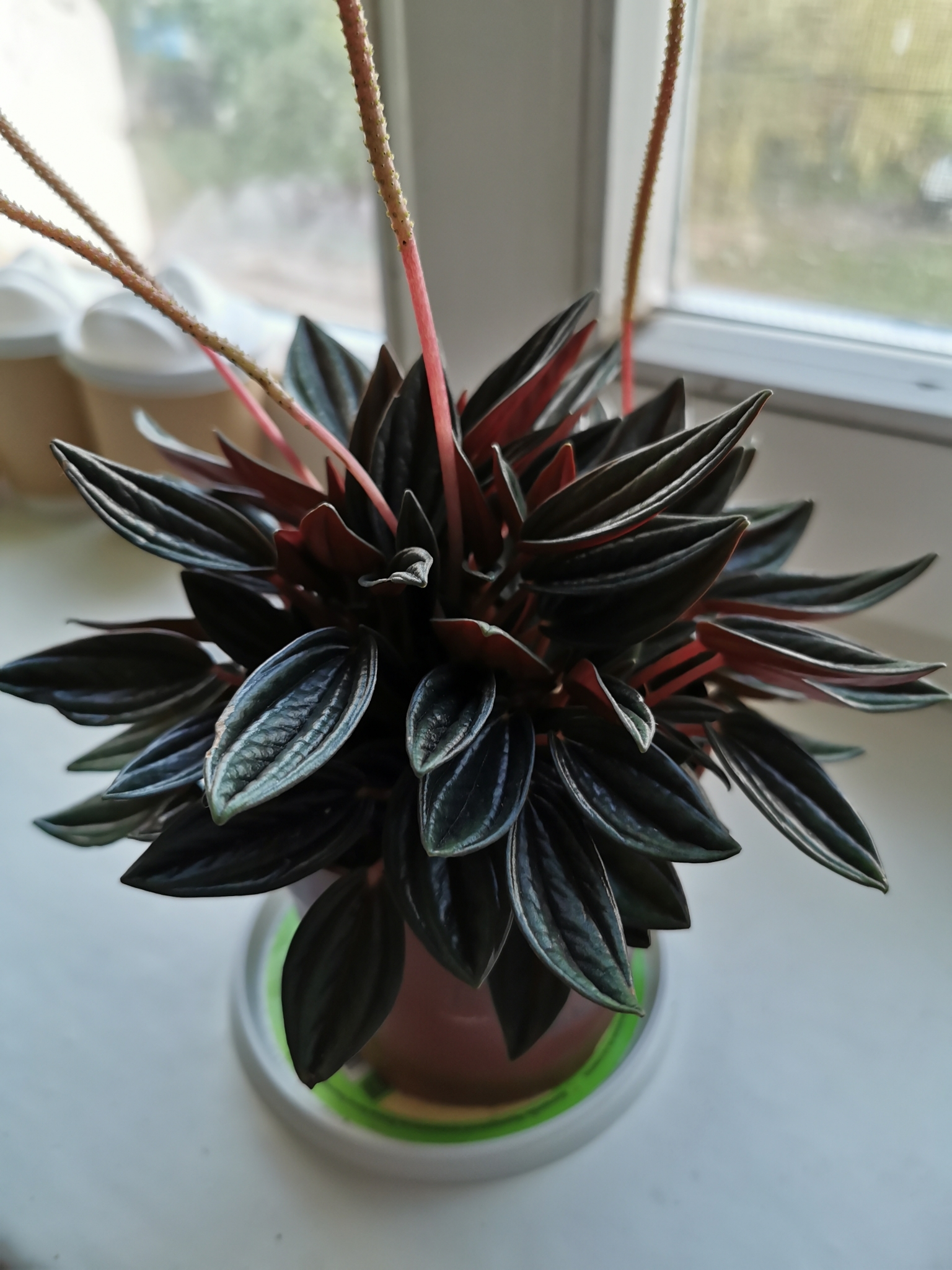 Peperomia caperata — reference photo
