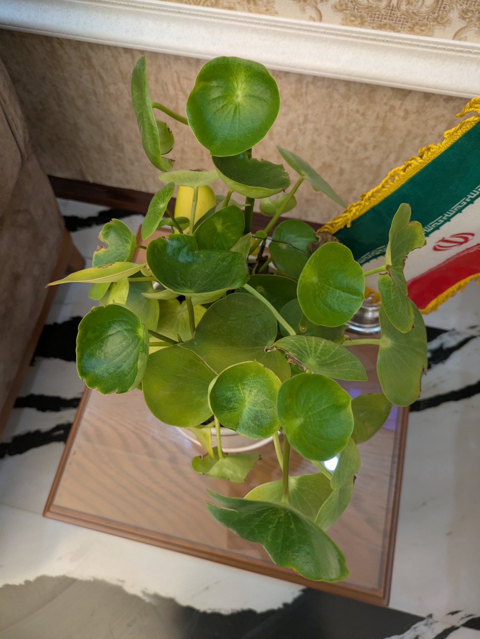Peperomia polybotrya — reference photo