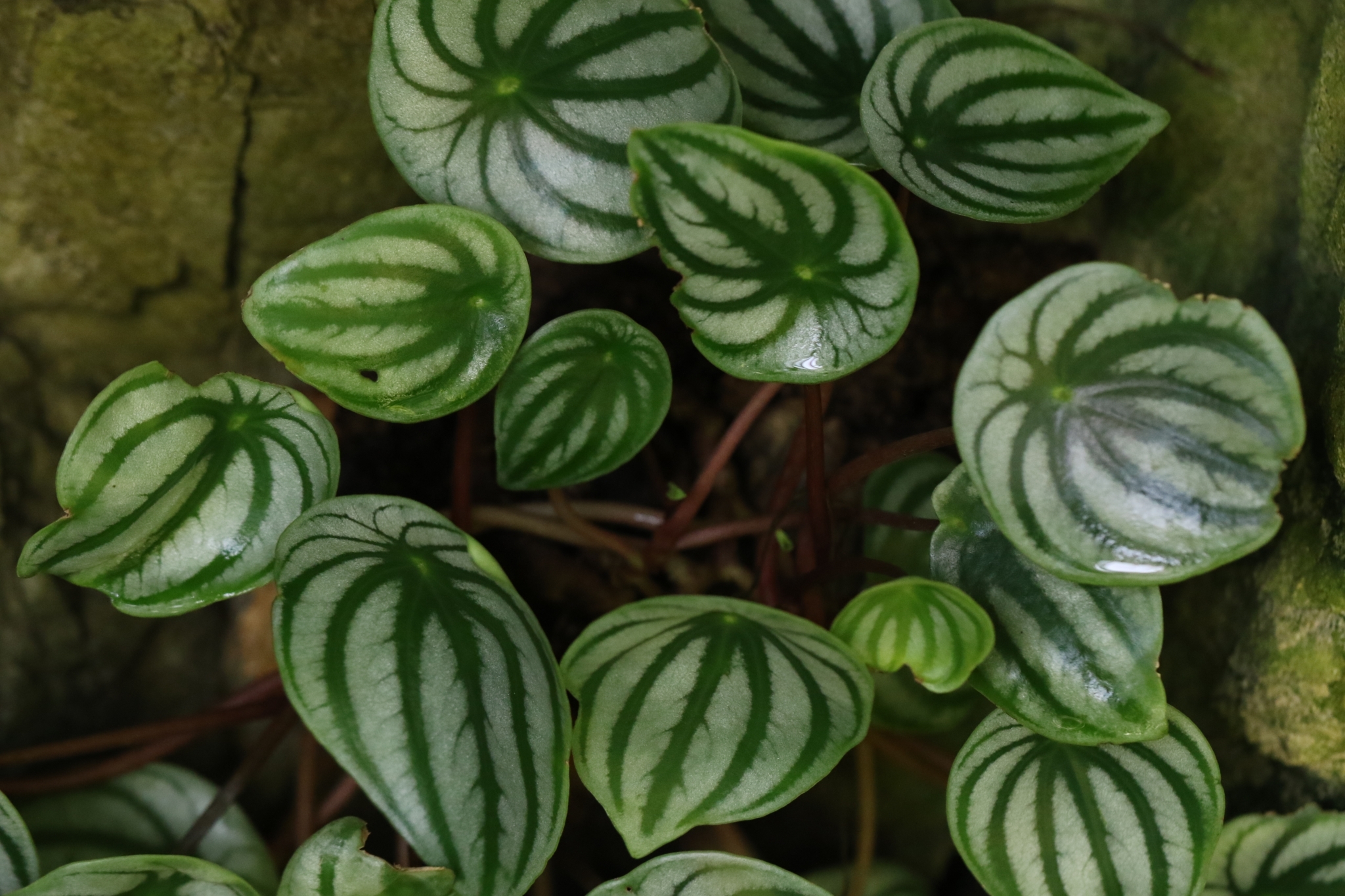 Peperomia argyreia — reference photo