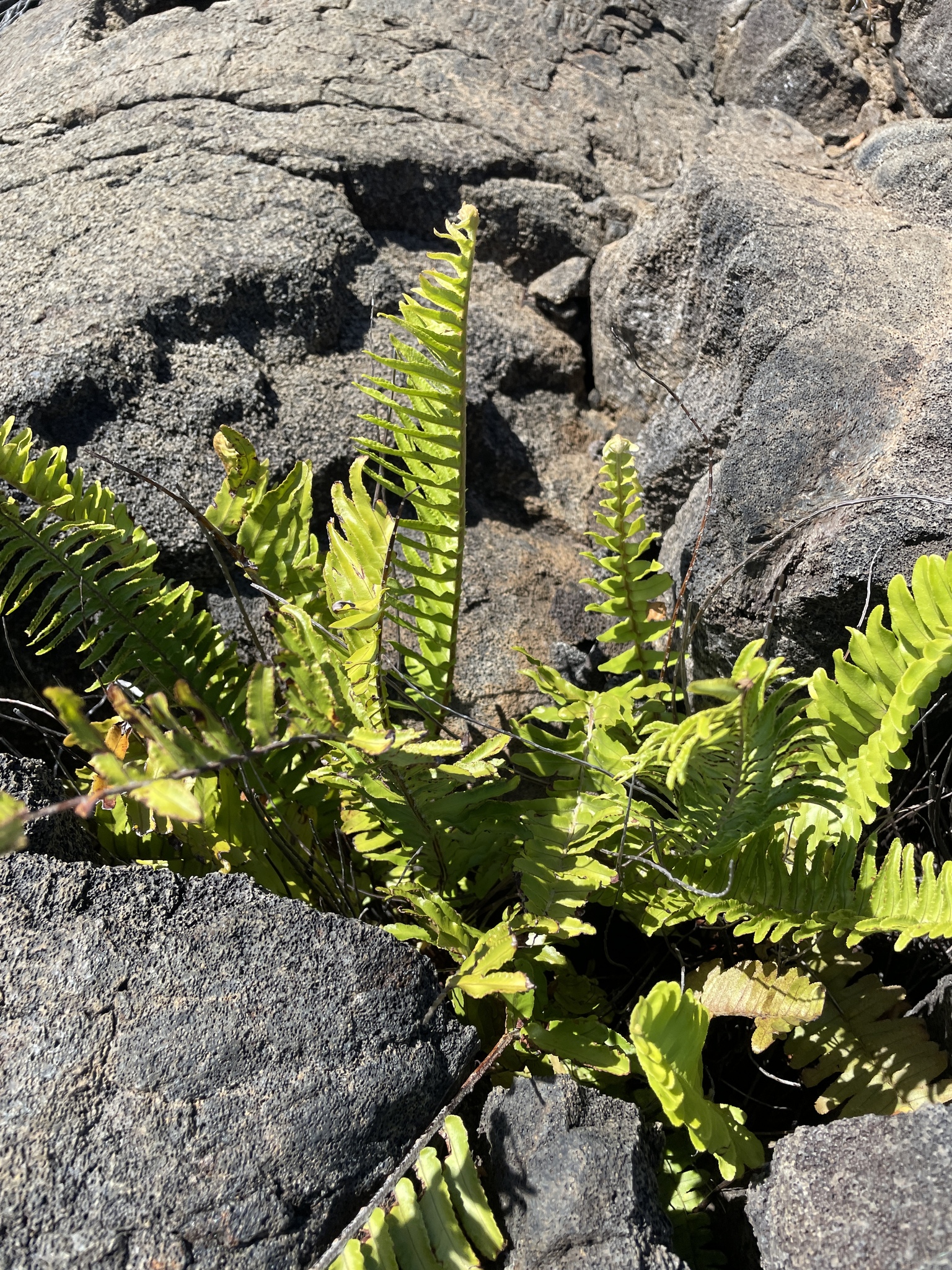 Nephrolepis brownii — reference photo