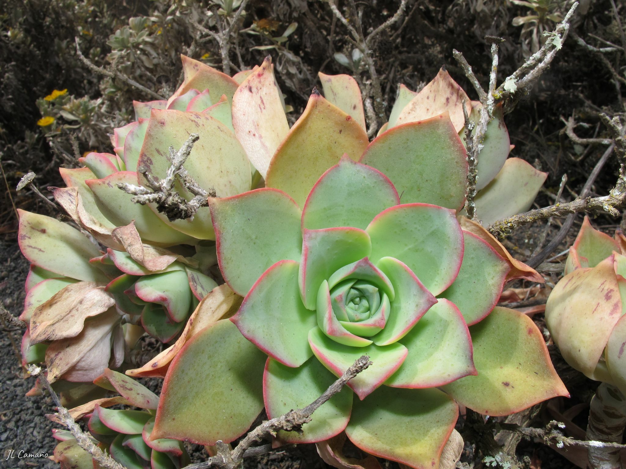 Aeonium lancerottense — reference photo