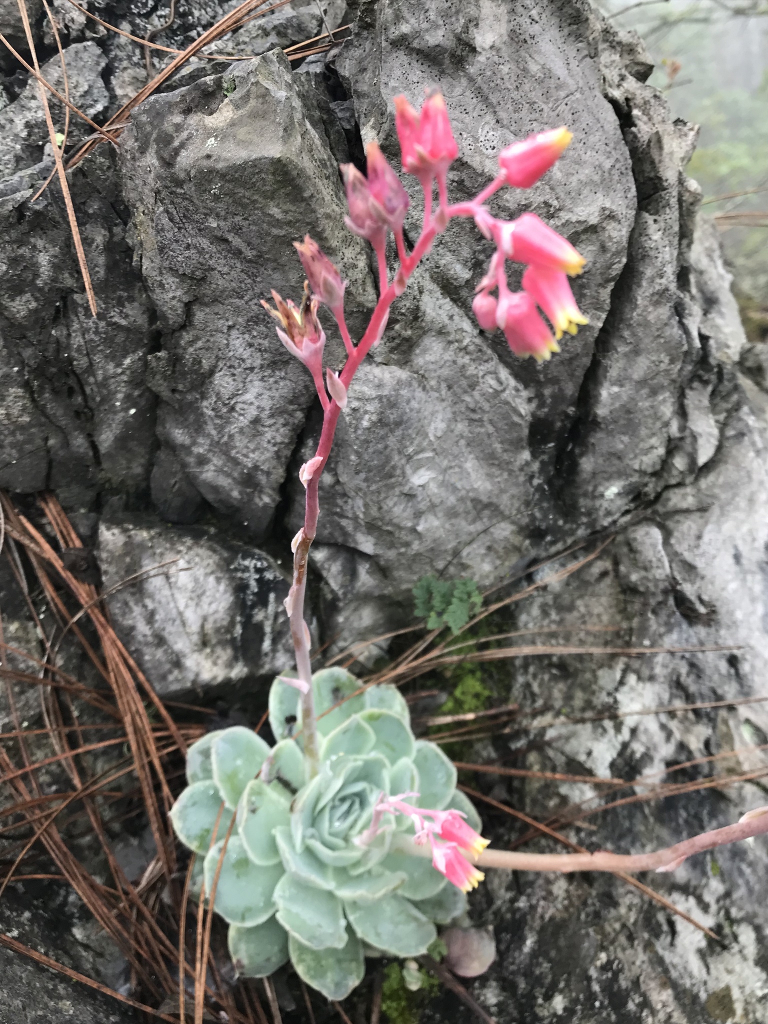 Echeveria simulans — reference photo