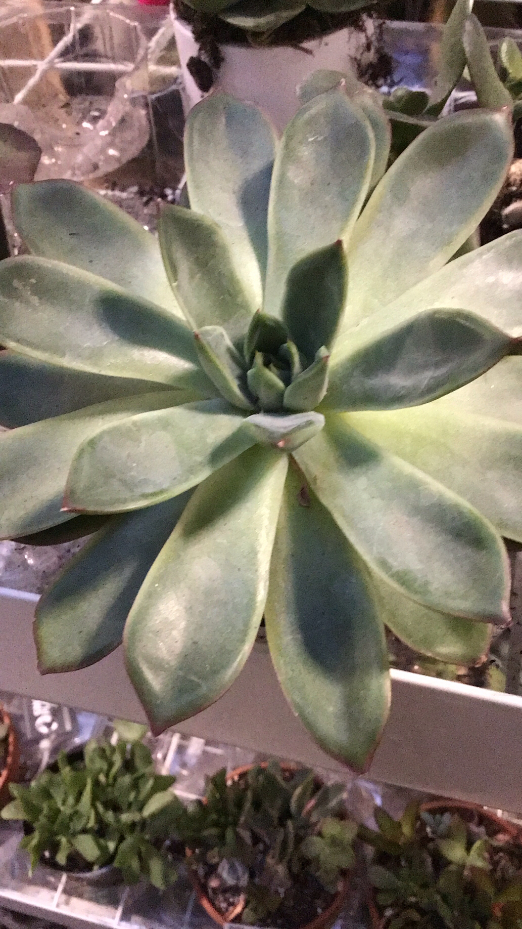 Echeveria pulidonis — reference photo