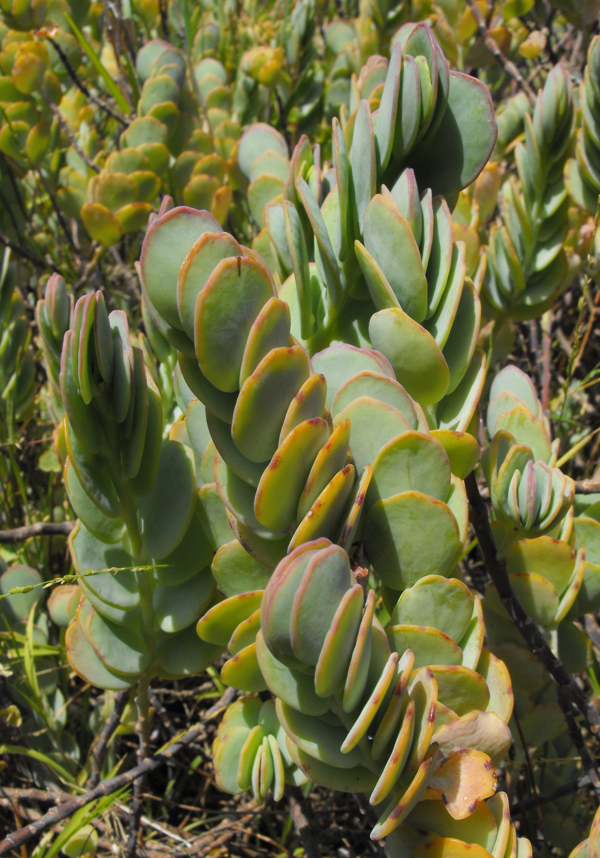 Kalanchoe marnieriana — reference photo