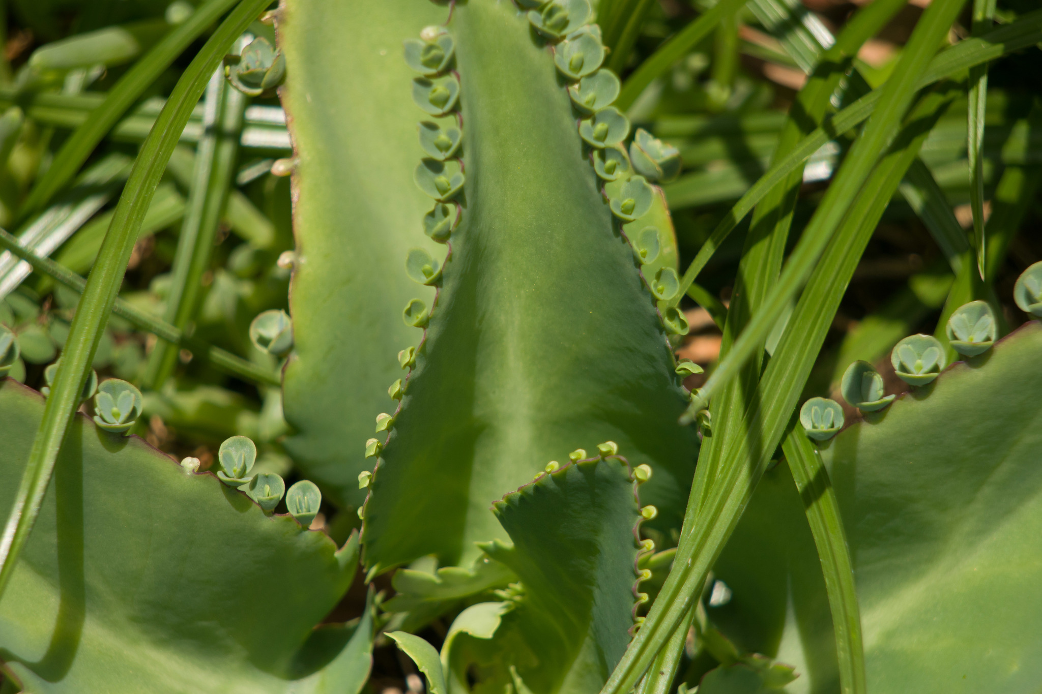 Kalanchoe laetivirens — reference photo