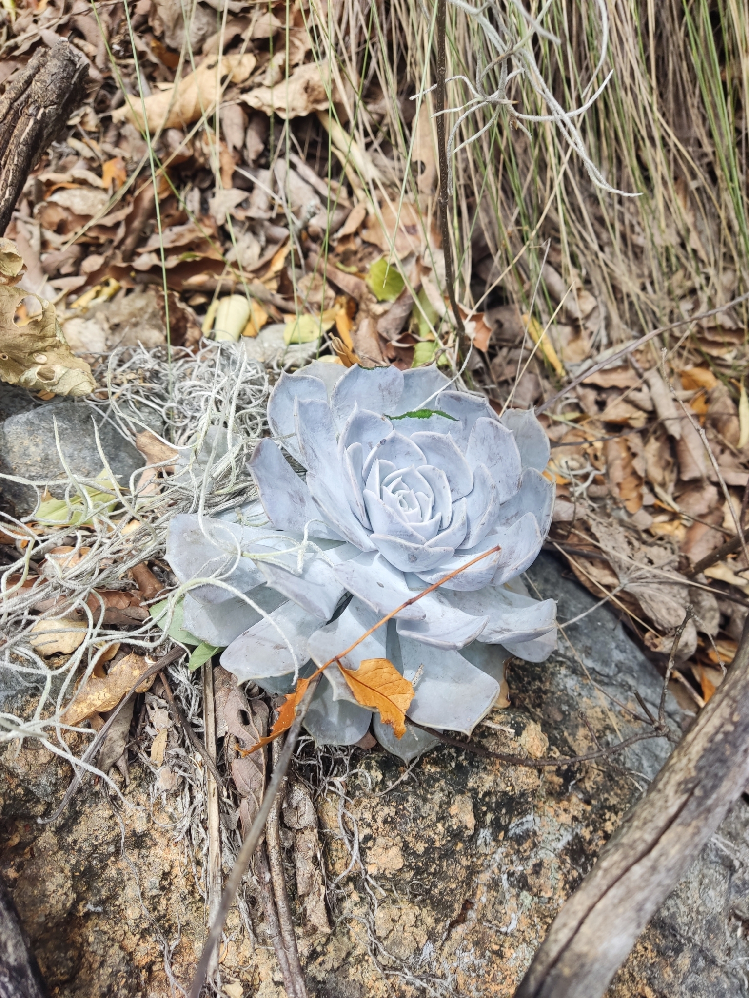 Echeveria lilacina — reference photo