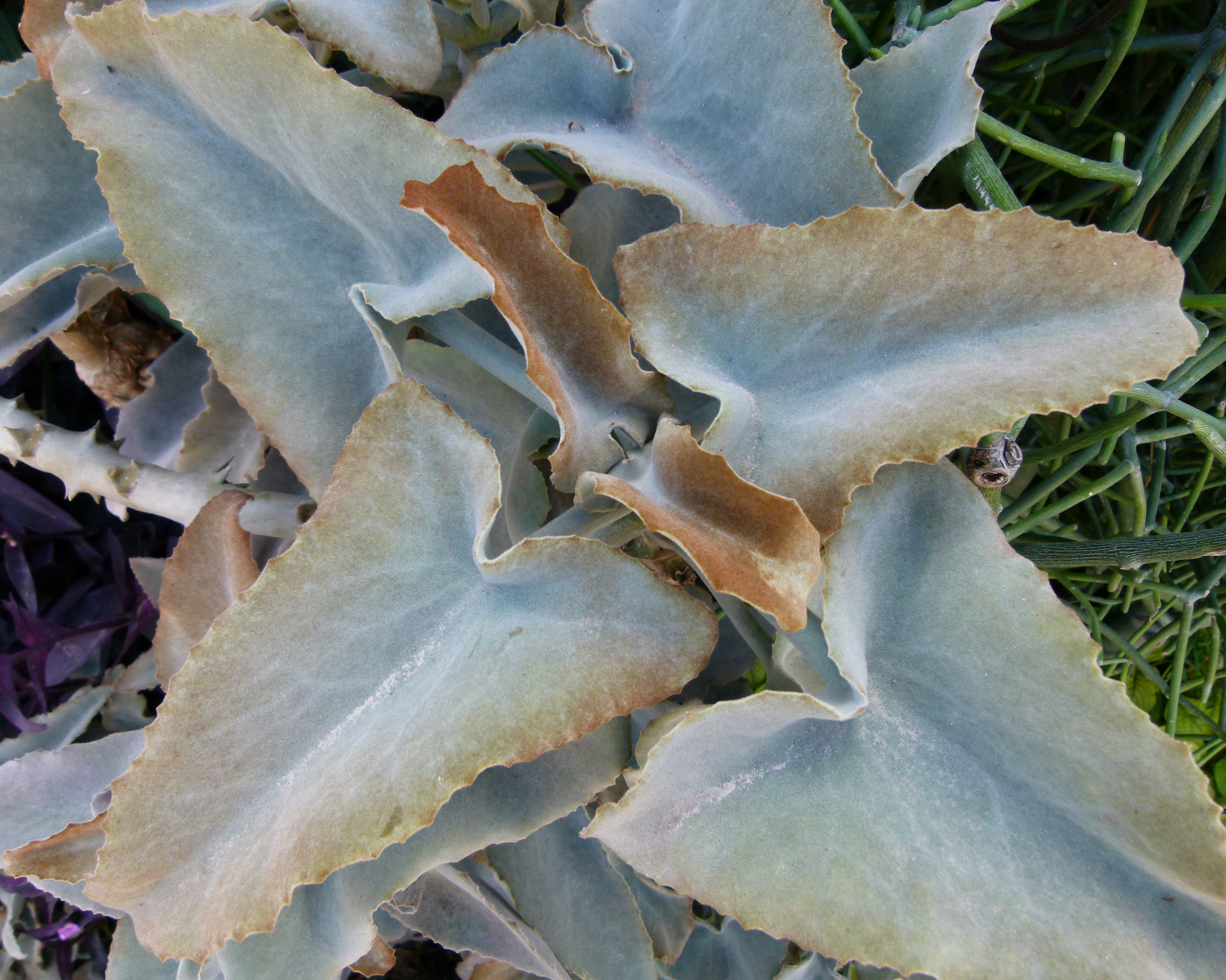 Kalanchoe beharensis — reference photo