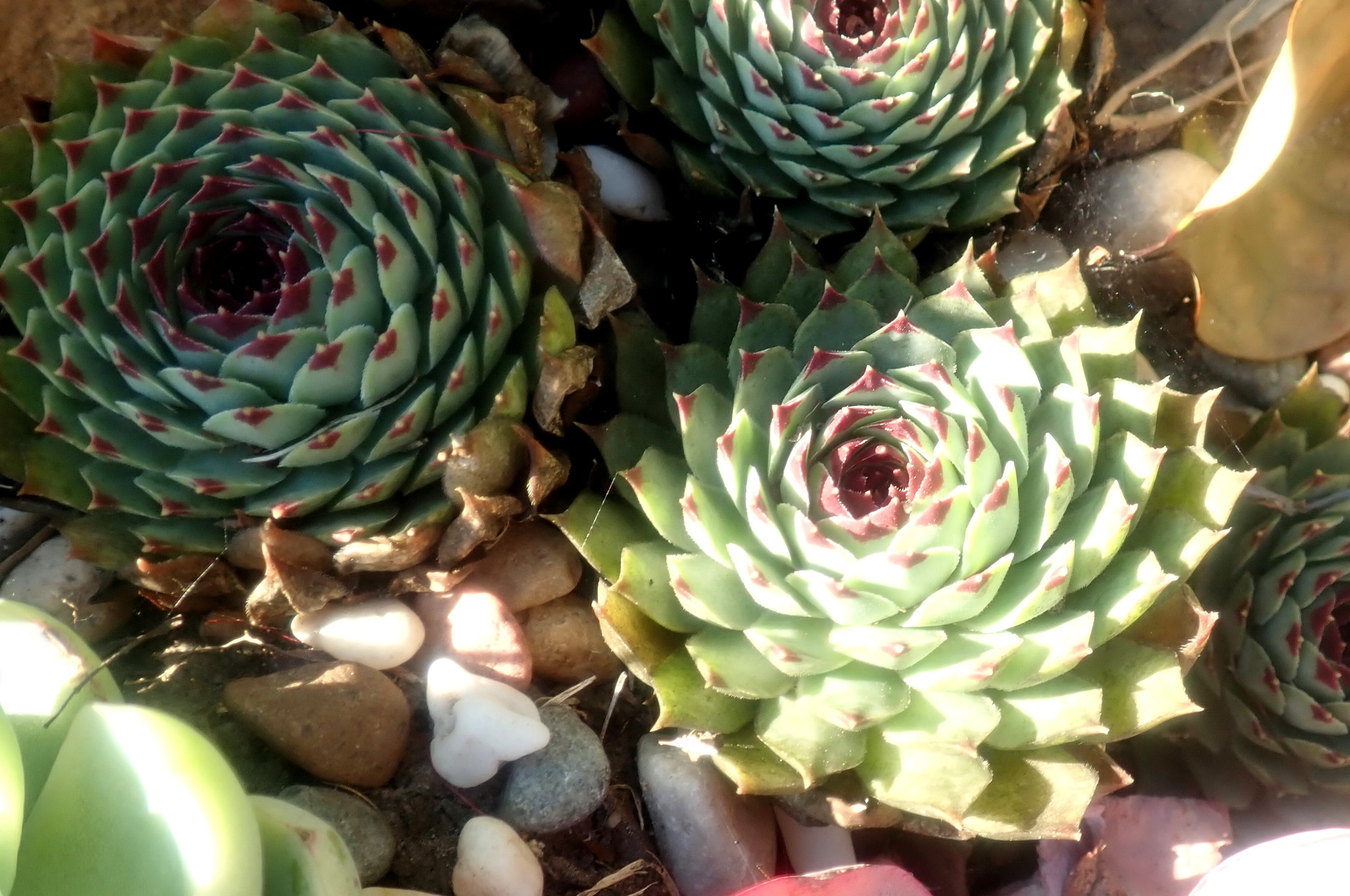 Sempervivum calcareum — reference photo