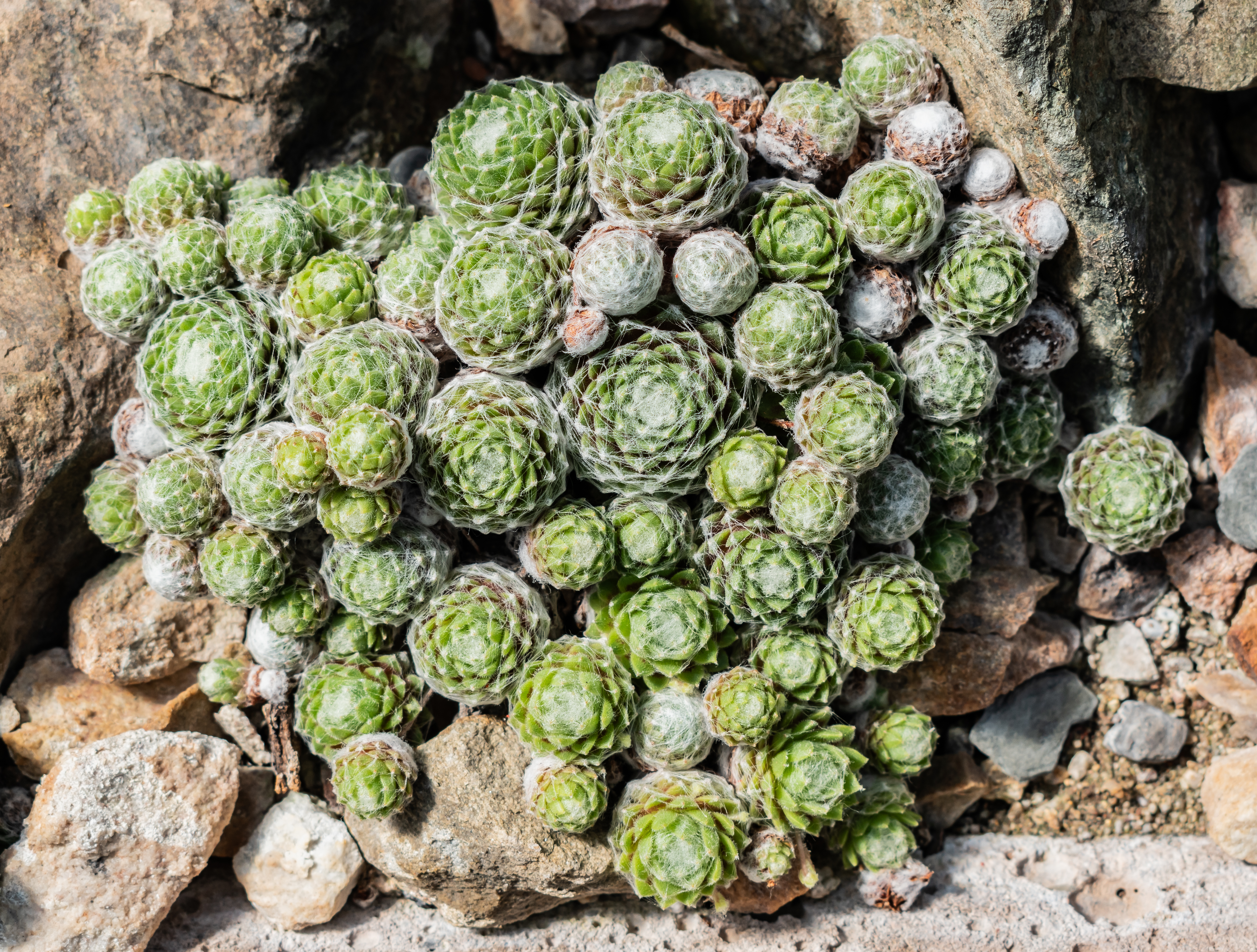 Sempervivum arachnoideum — reference photo
