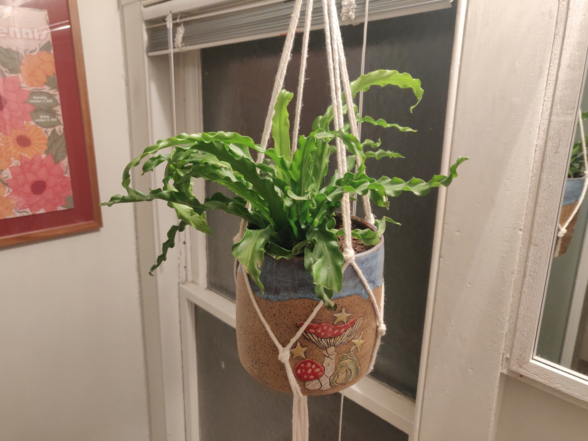 Asplenium antiquum — reference photo