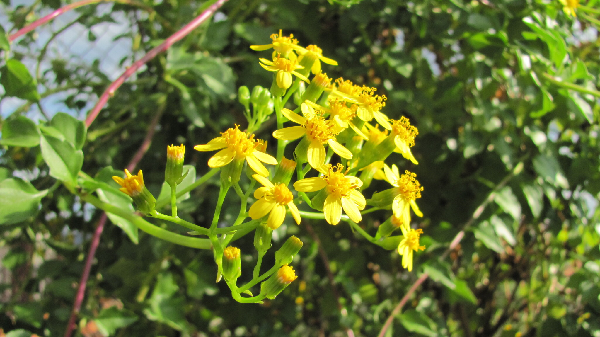 Senecio angulatus — reference photo