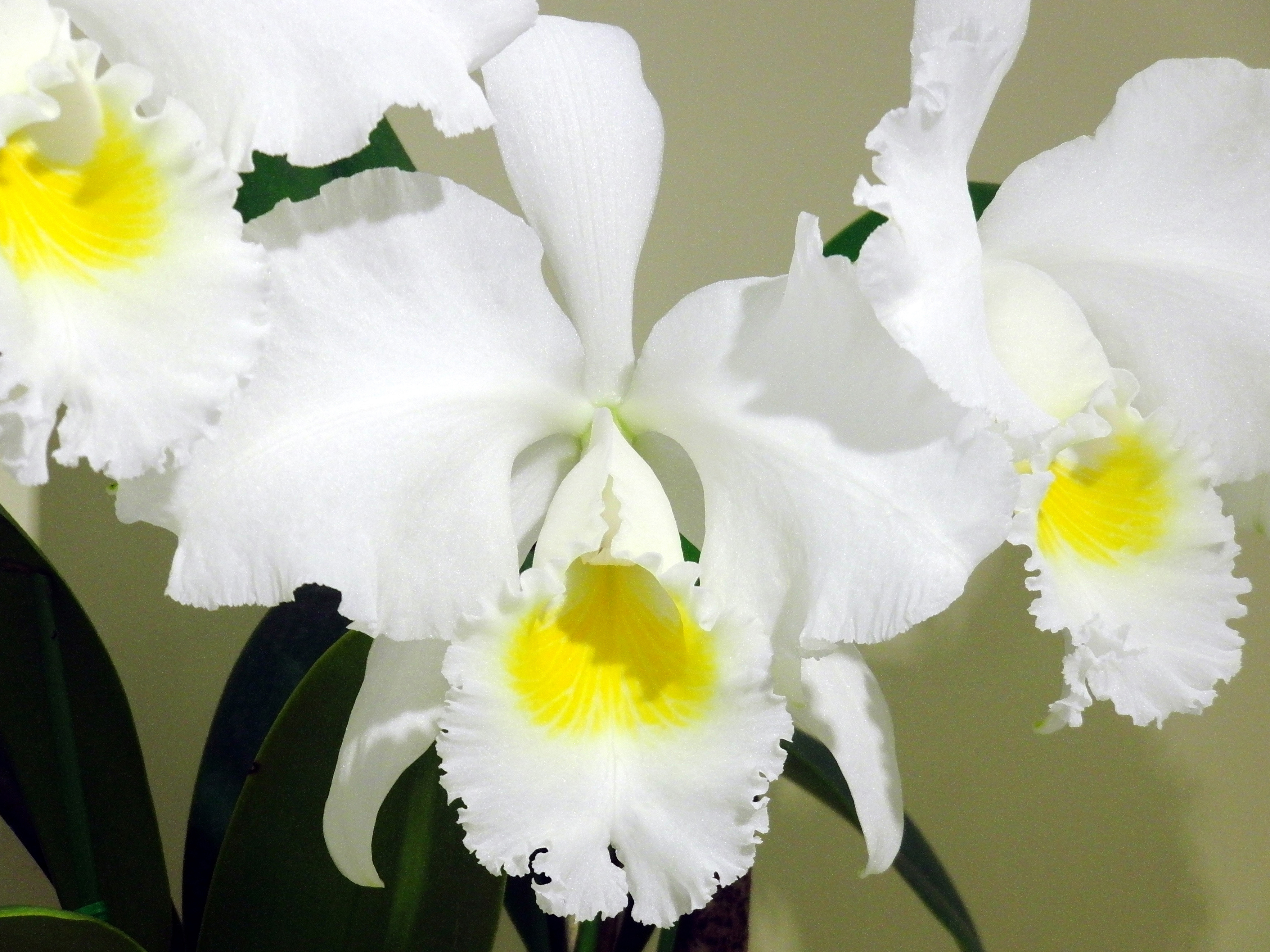 Cattleya trianae — reference photo