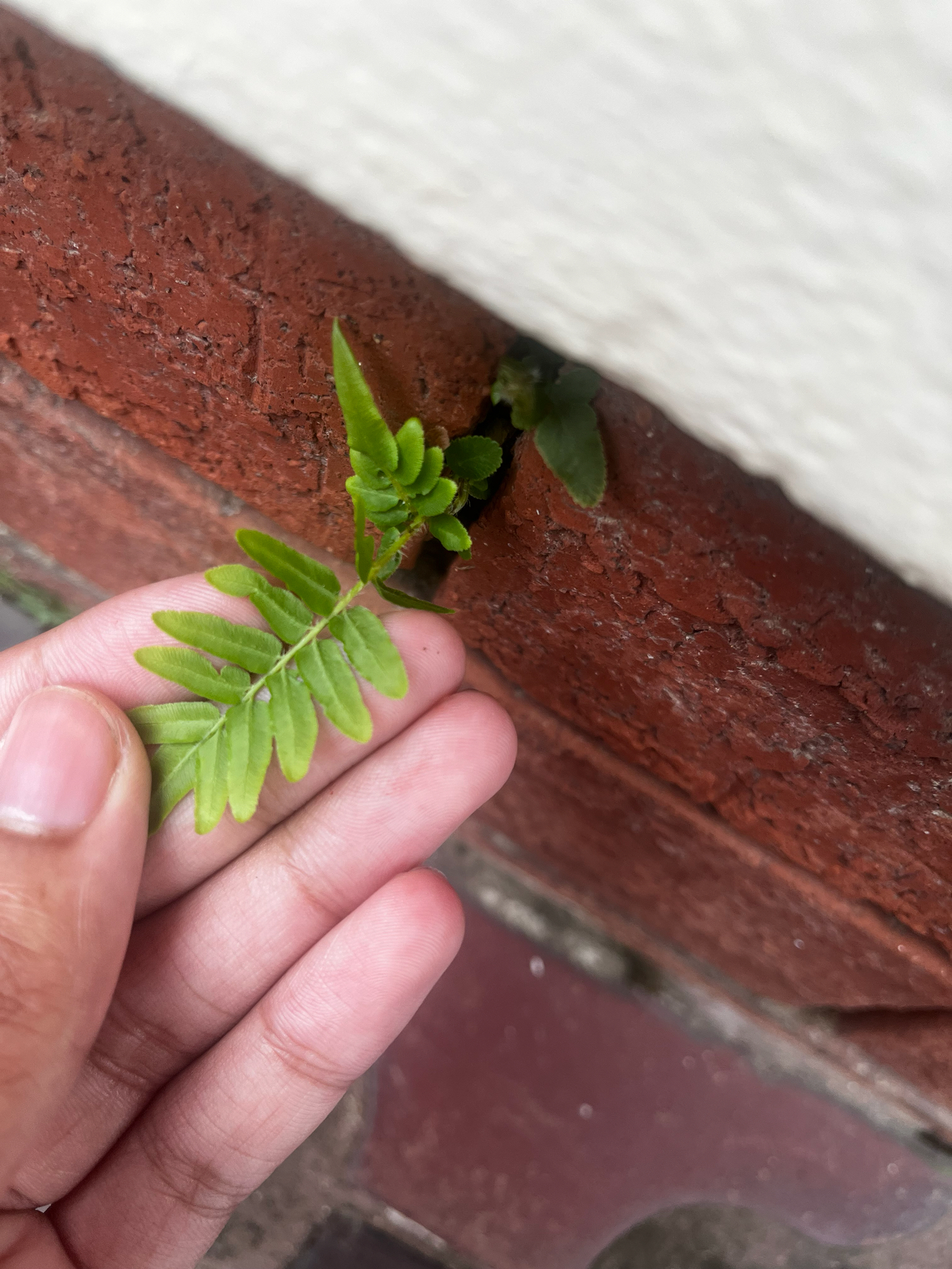 Pteris vittata — reference photo