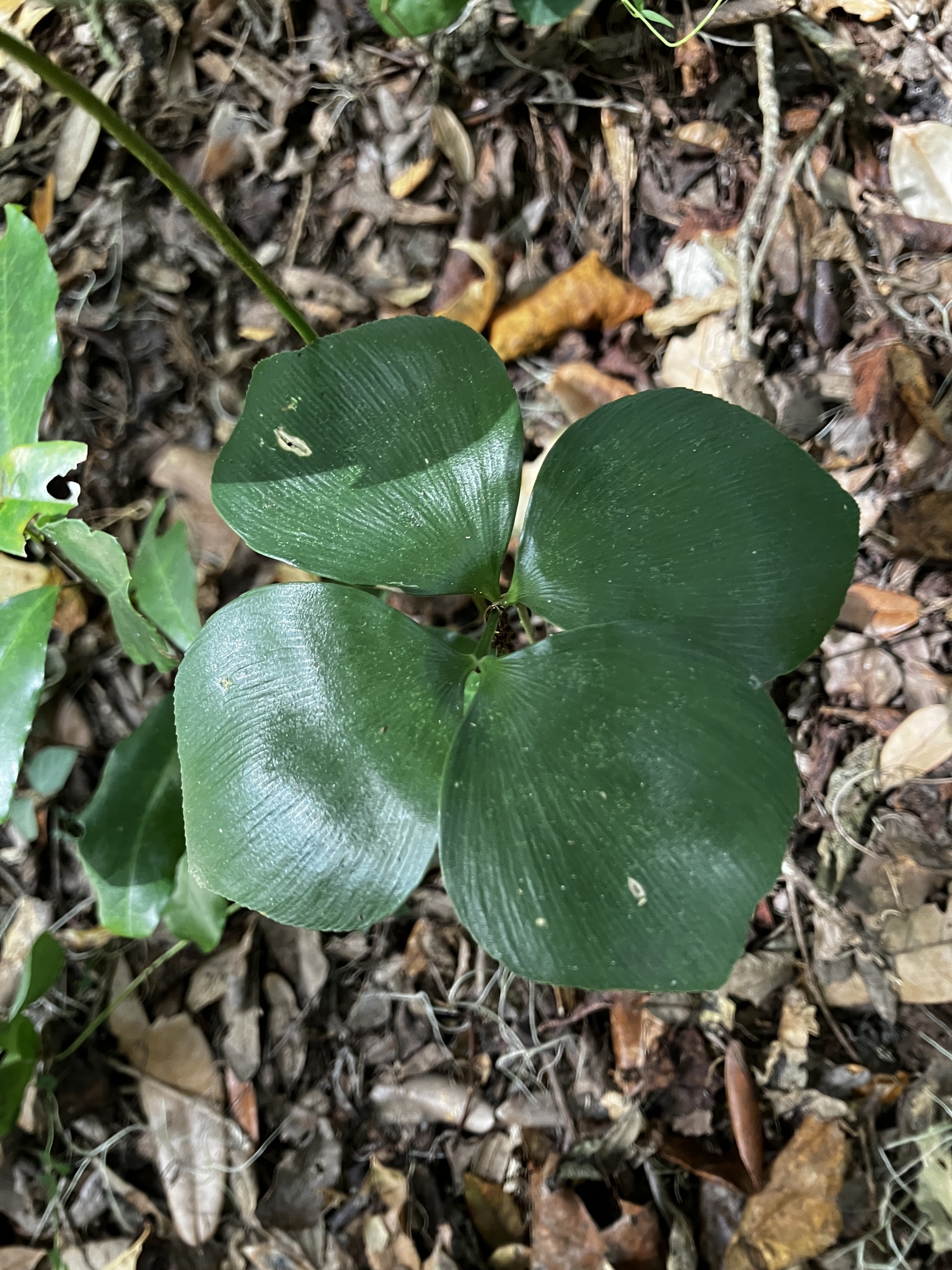 Zamia furfuracea — reference photo