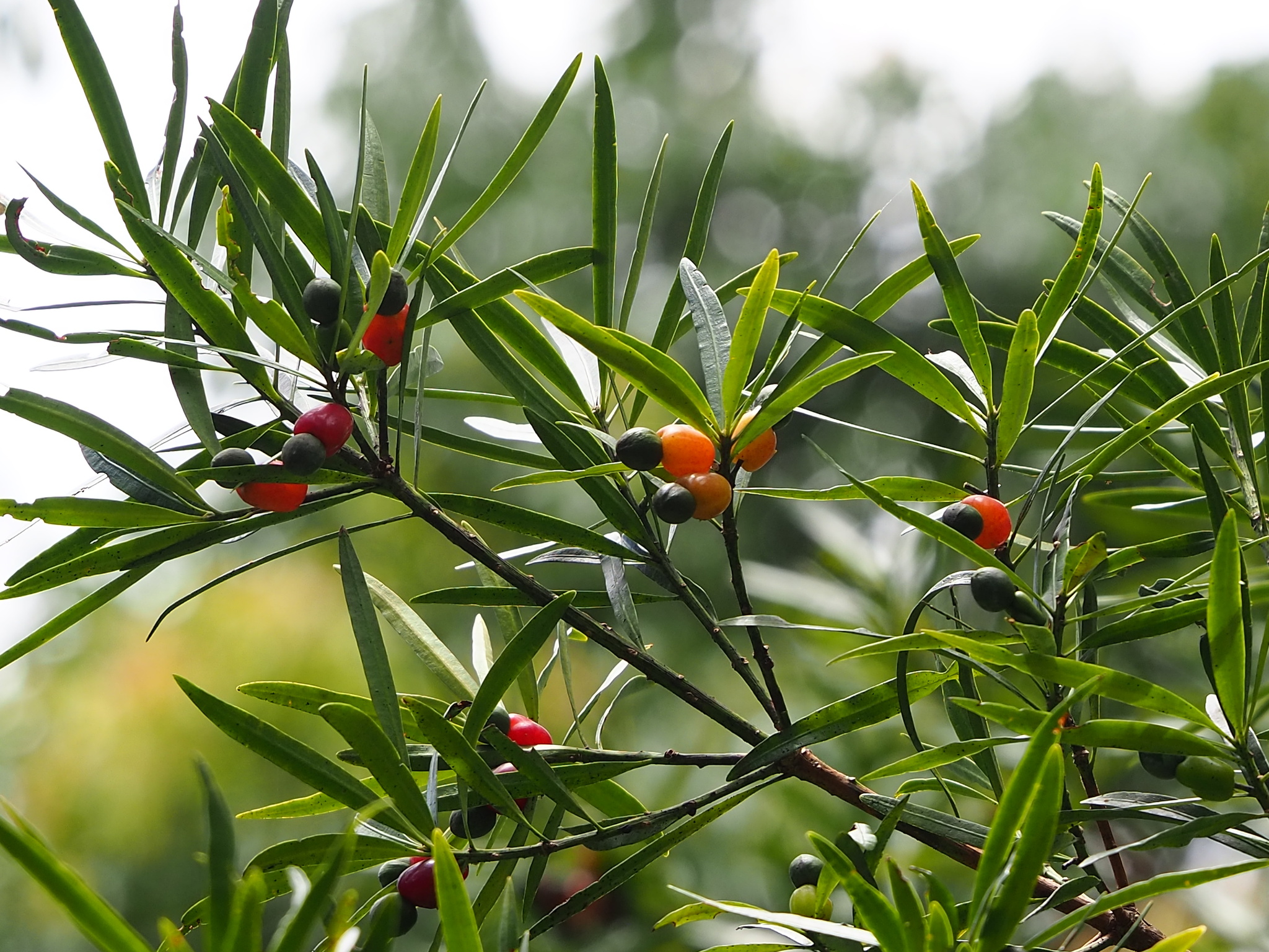 Podocarpus nakaii — reference photo