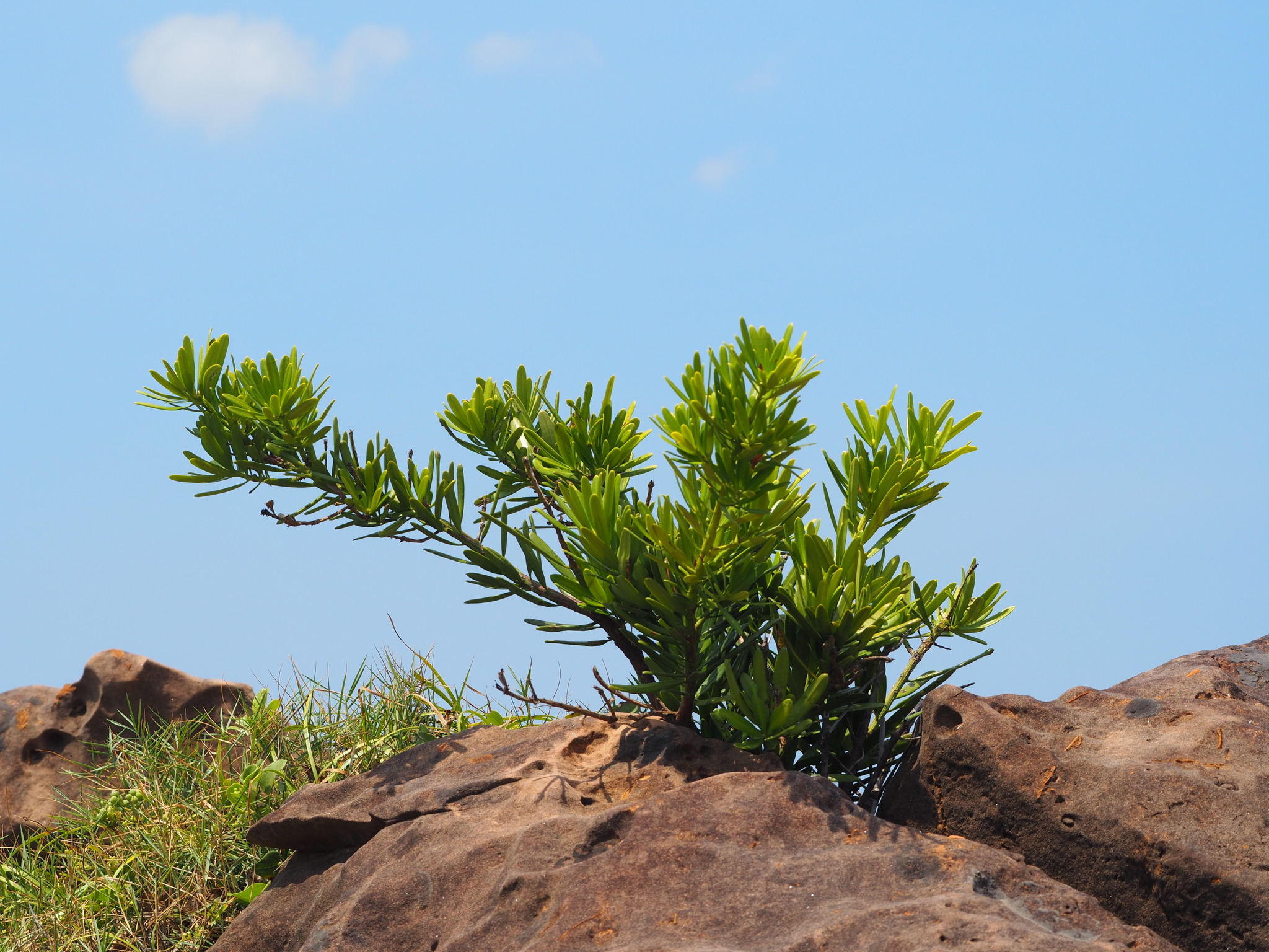 Podocarpus costalis — reference photo