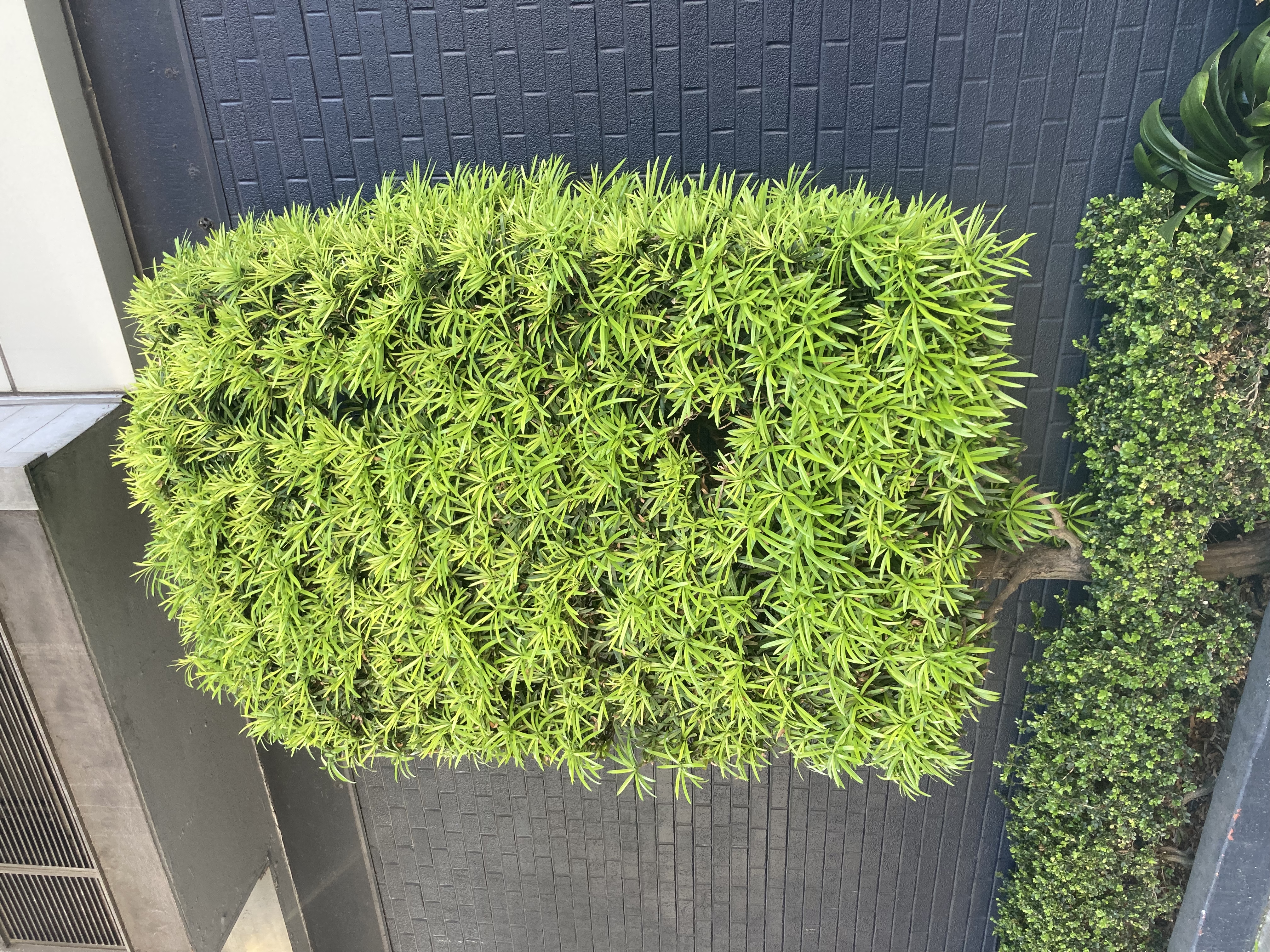 Podocarpus macrophyllus — reference photo