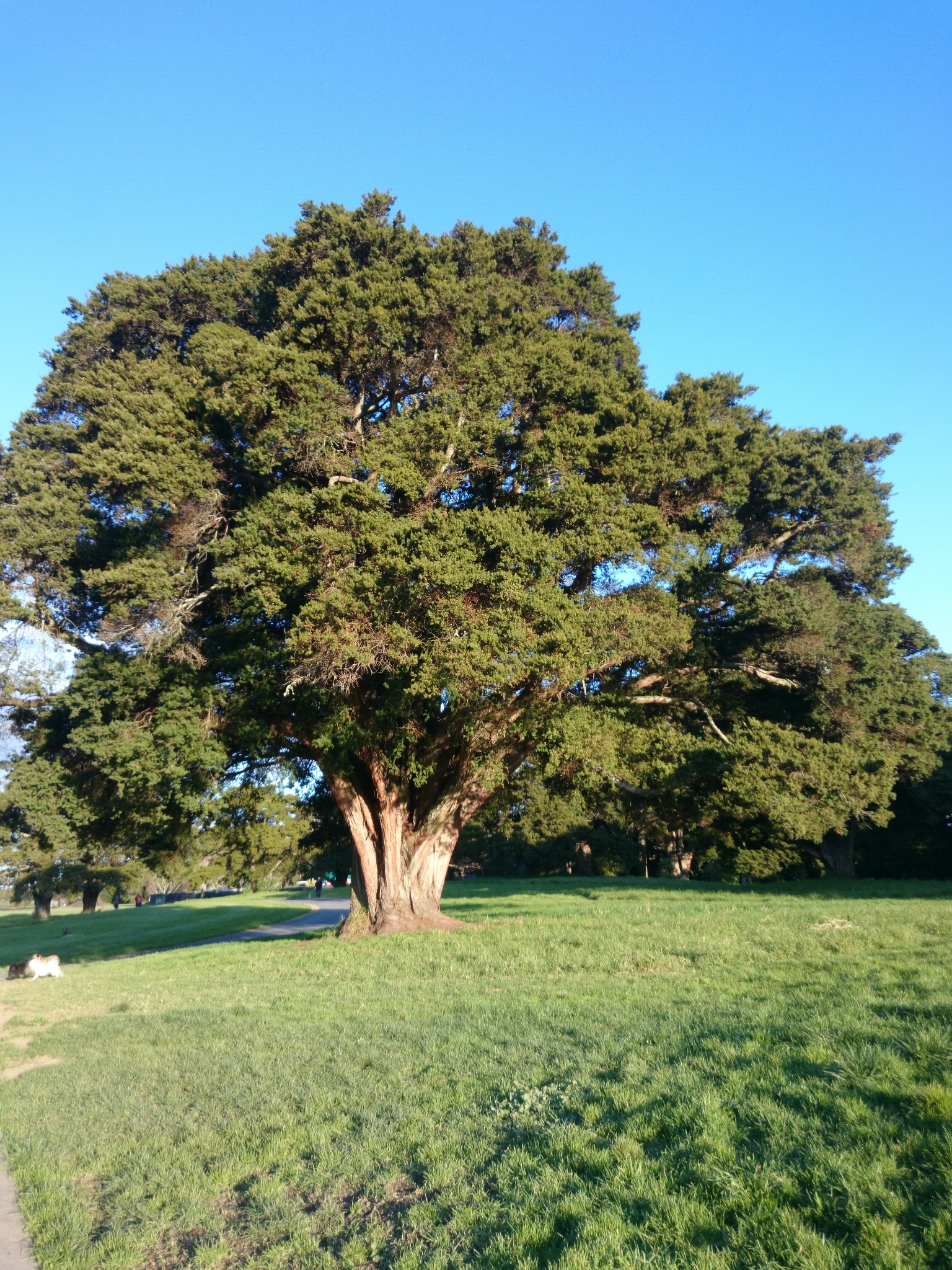 Podocarpus totara — reference photo