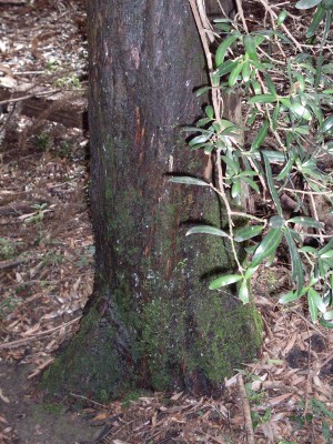 Podocarpus elatus — reference photo