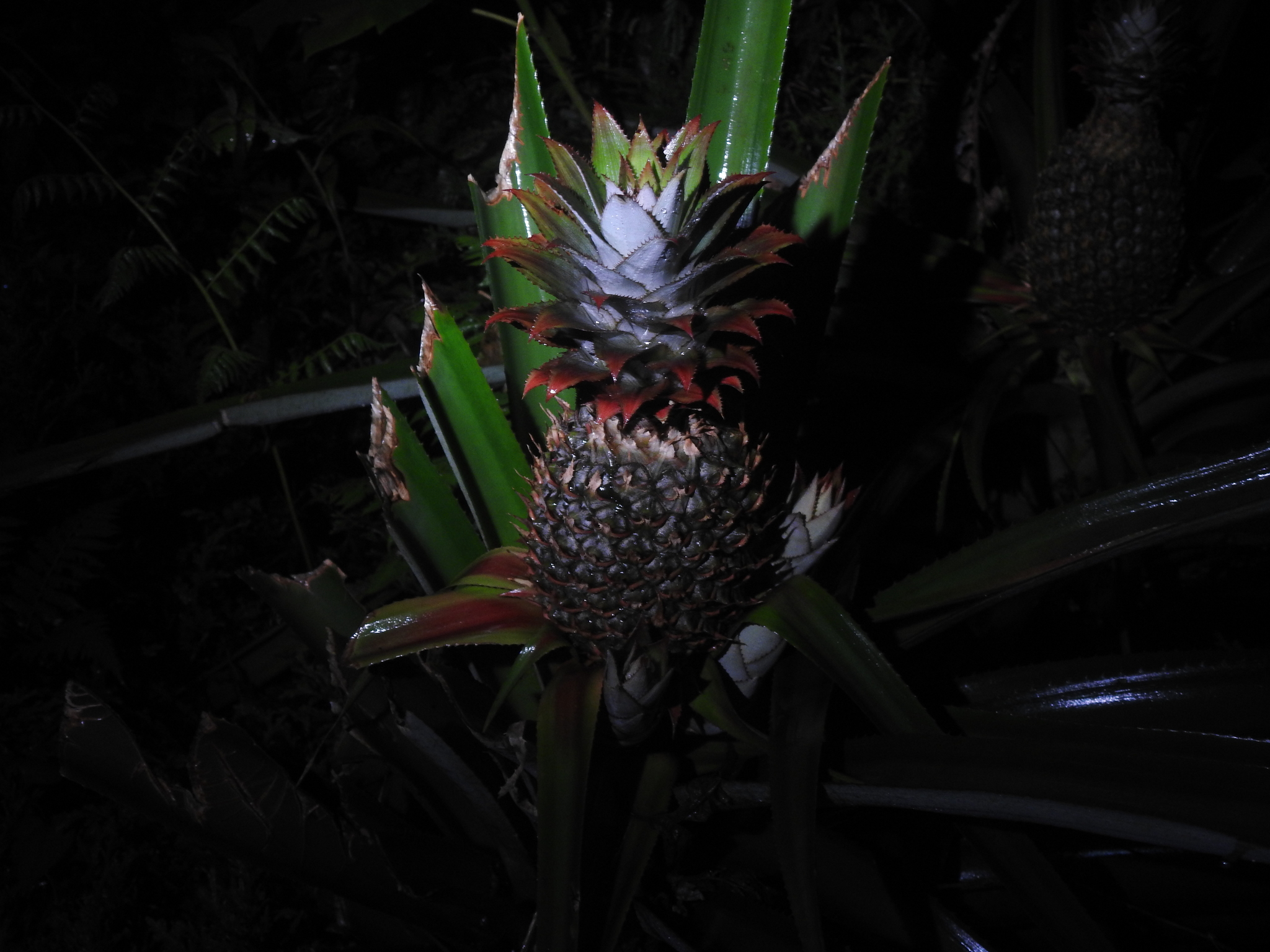 Ananas comosus — reference photo