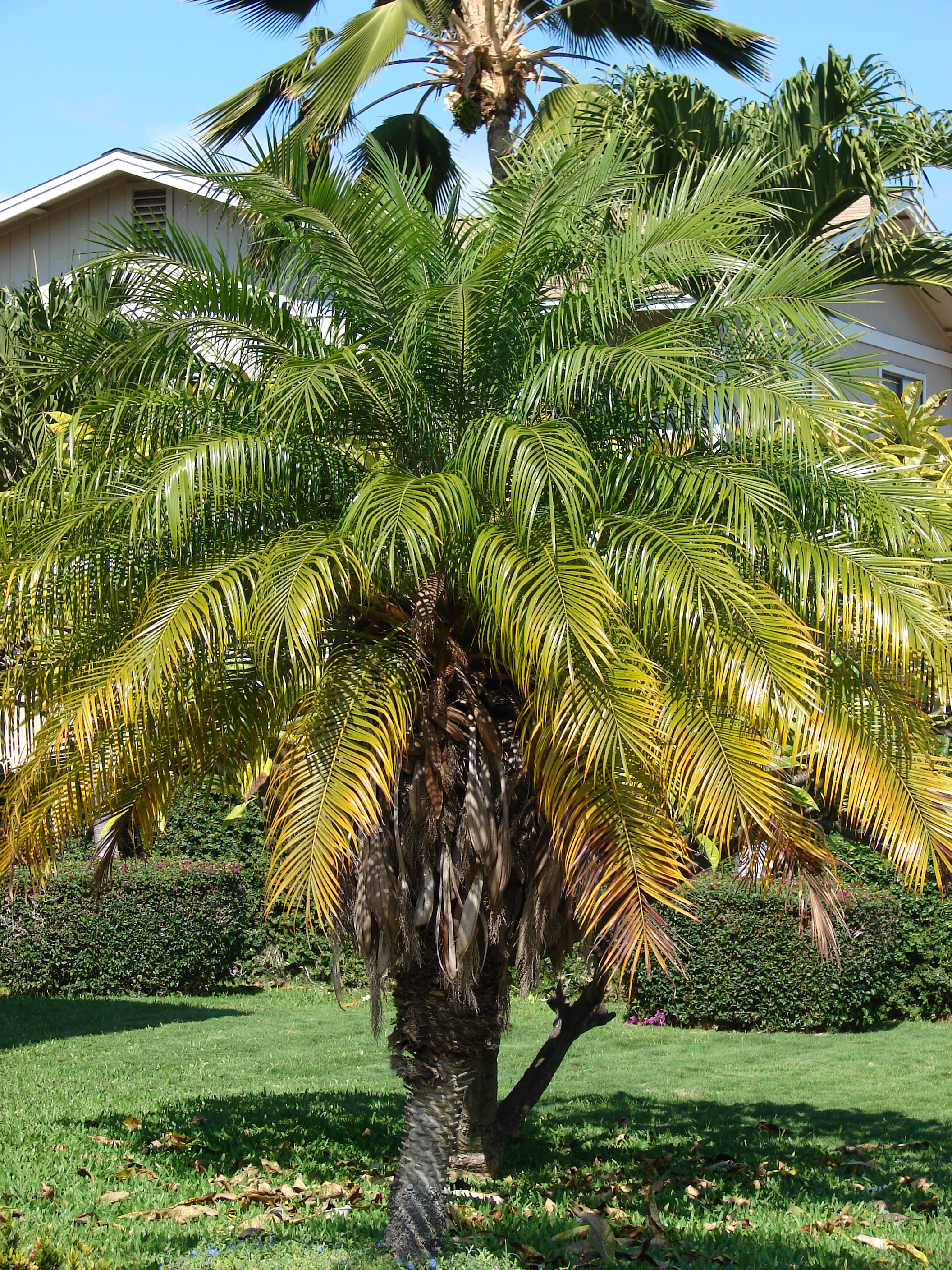 Phoenix roebelenii — reference photo