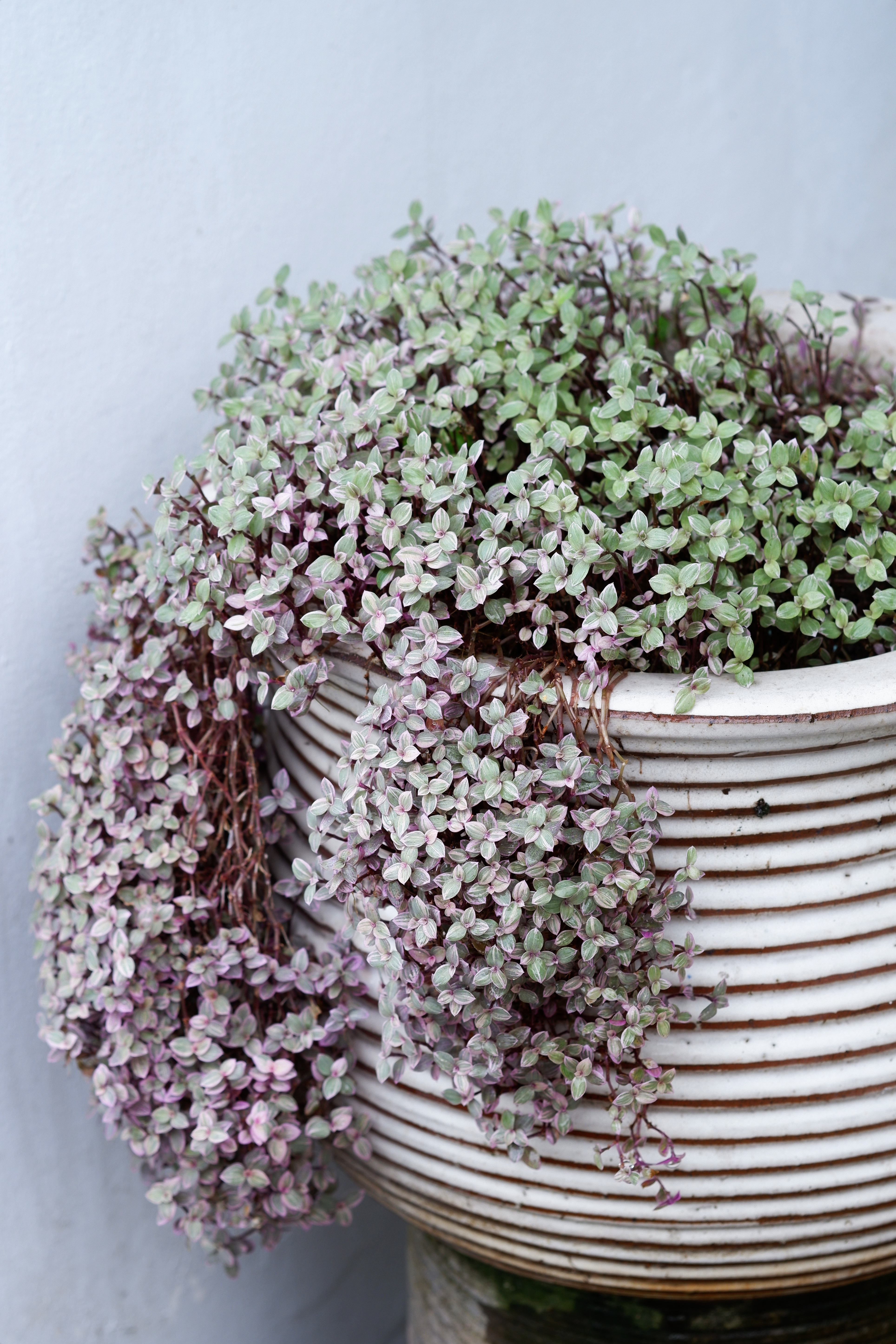 Callisia repens — reference photo