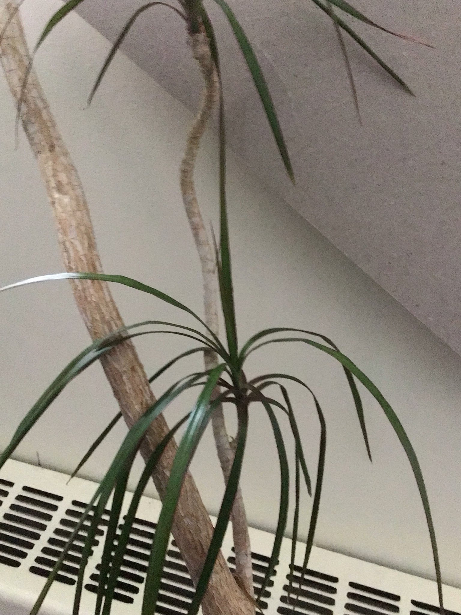 Dracaena reflexa — reference photo