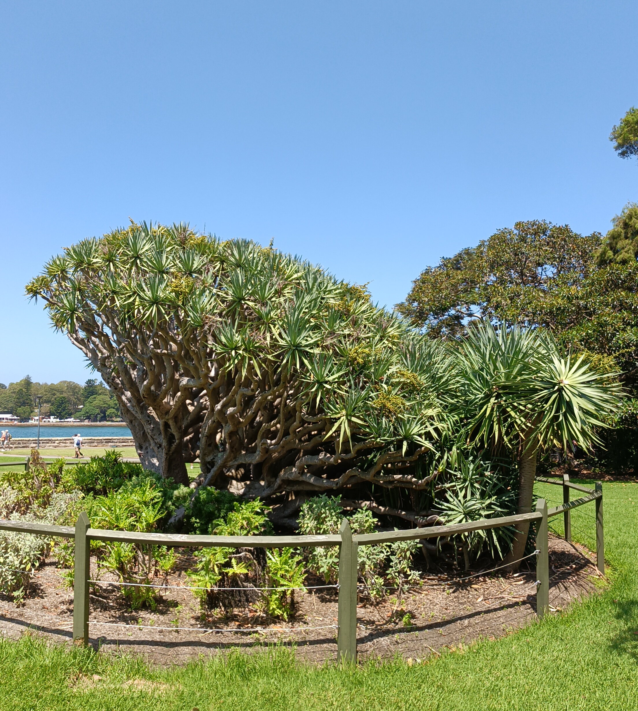 Dracaena draco — reference photo
