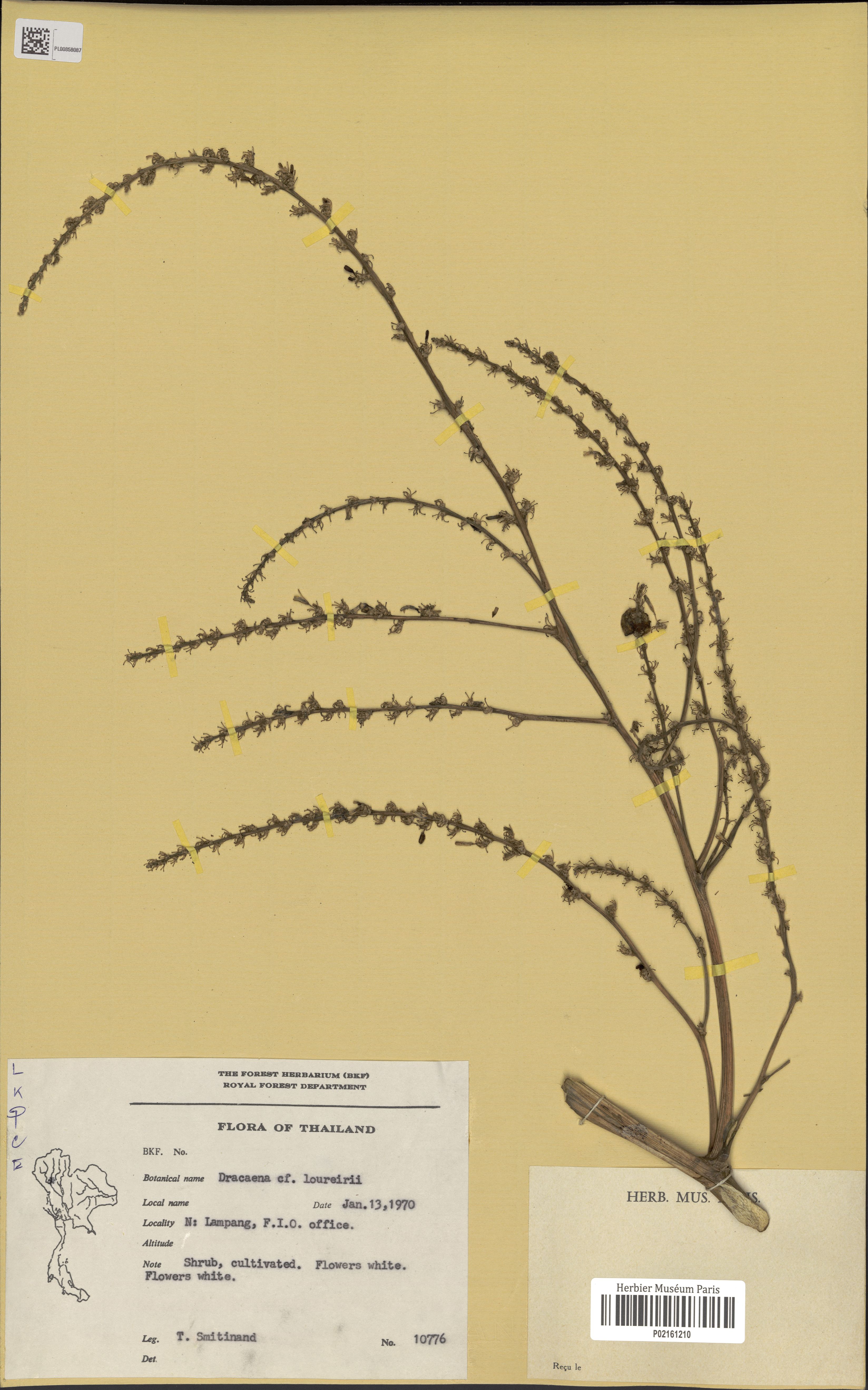 Dracaena cochinchinensis — reference photo