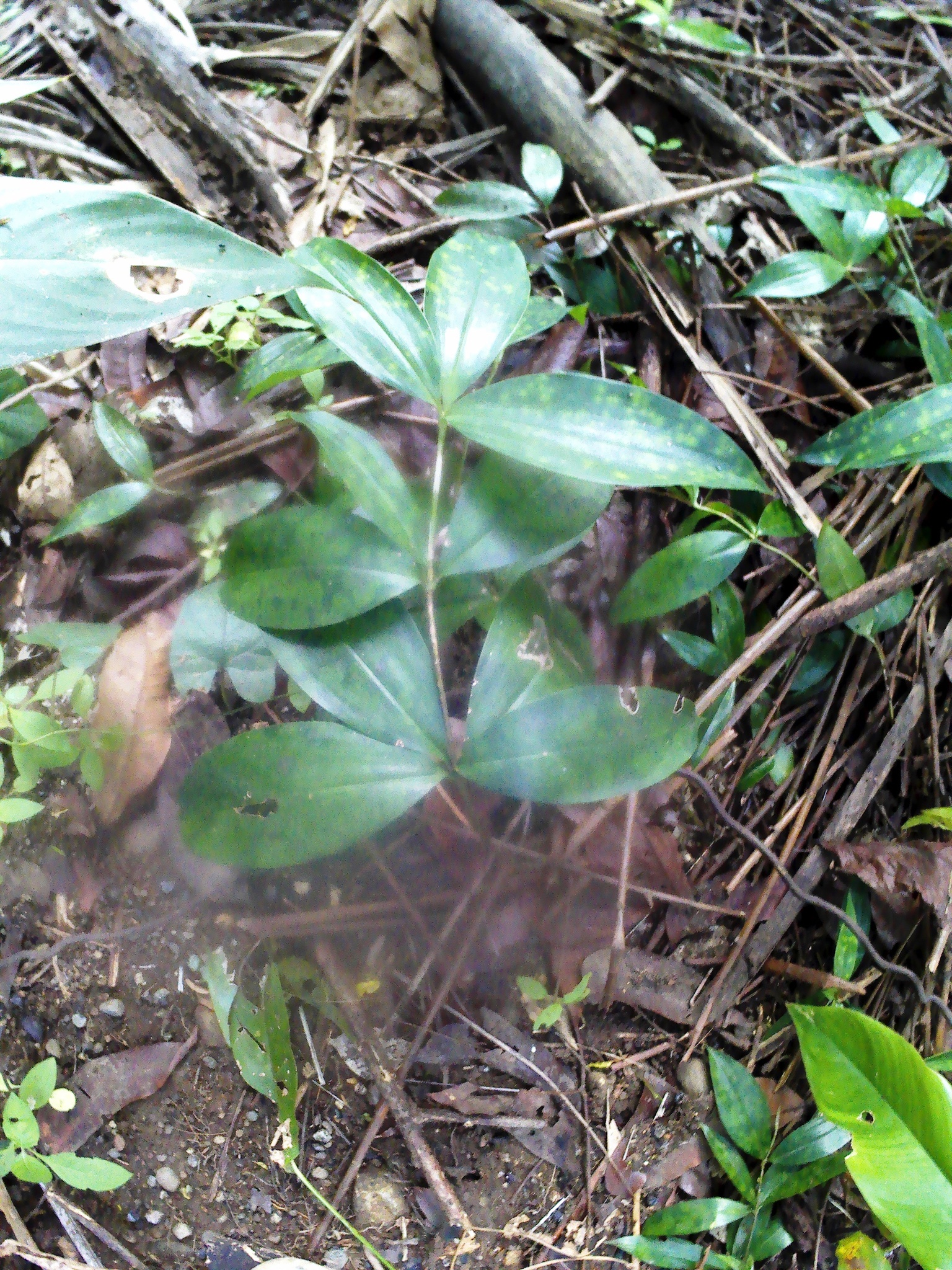 Dracaena surculosa — reference photo