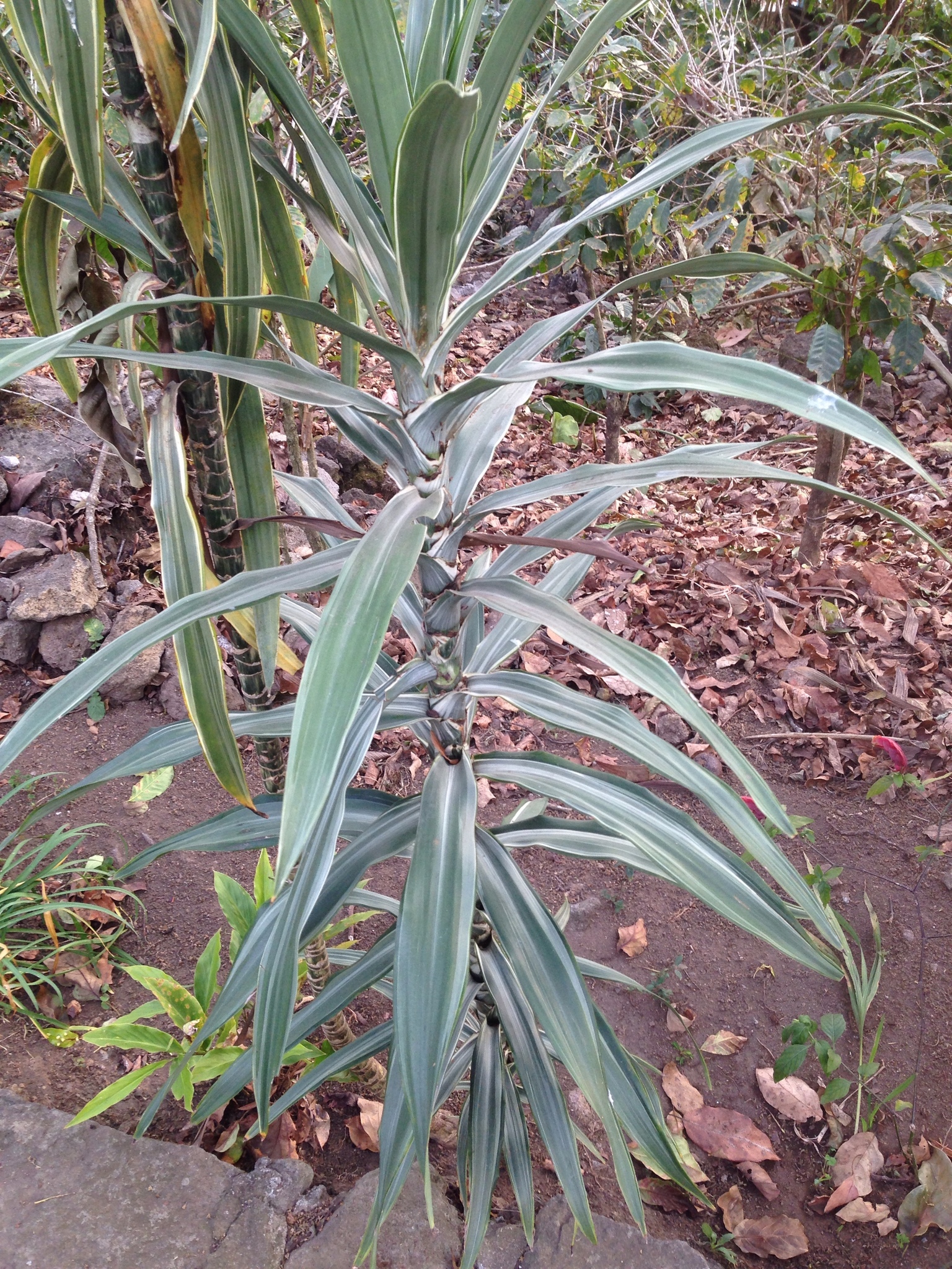 Dracaena fragrans — reference photo