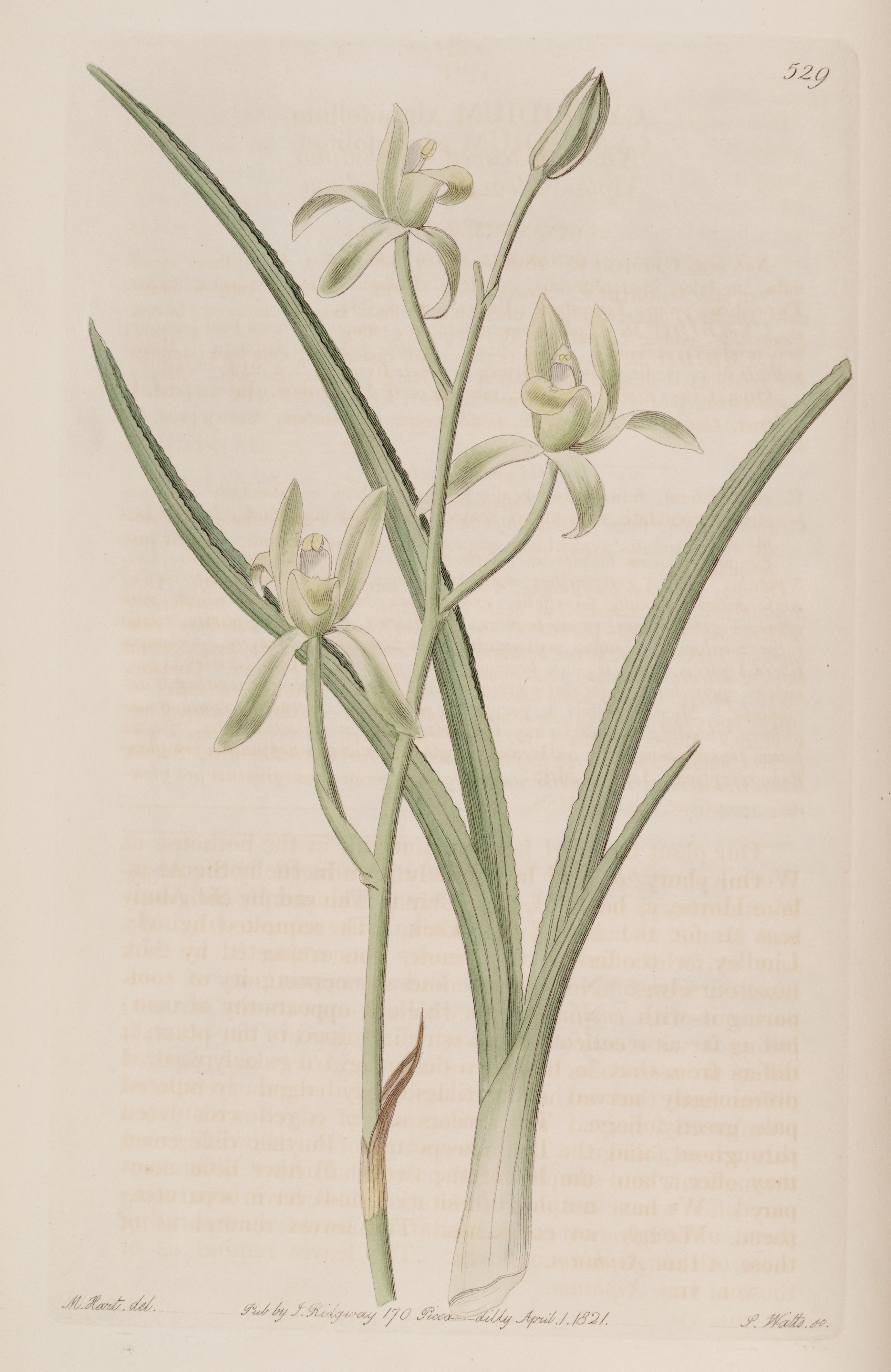 Cymbidium ensifolium — reference photo