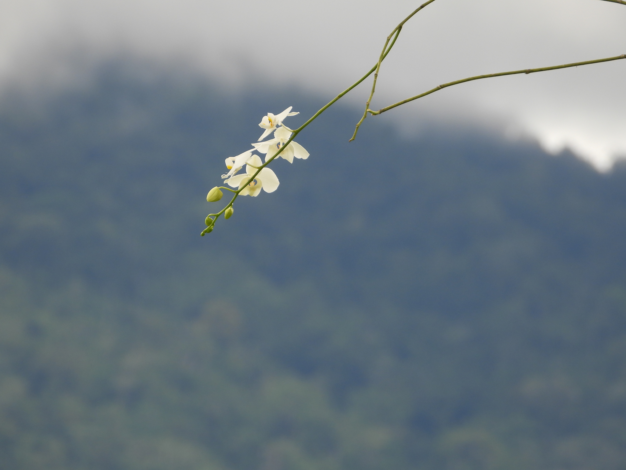 Phalaenopsis amabilis — reference photo